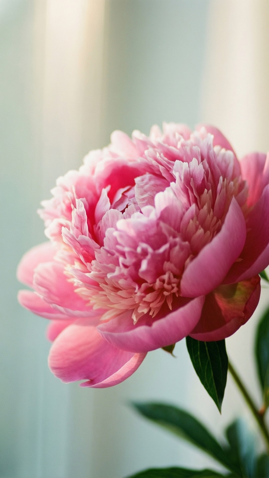Flor de Peonía Fondos de pantalla