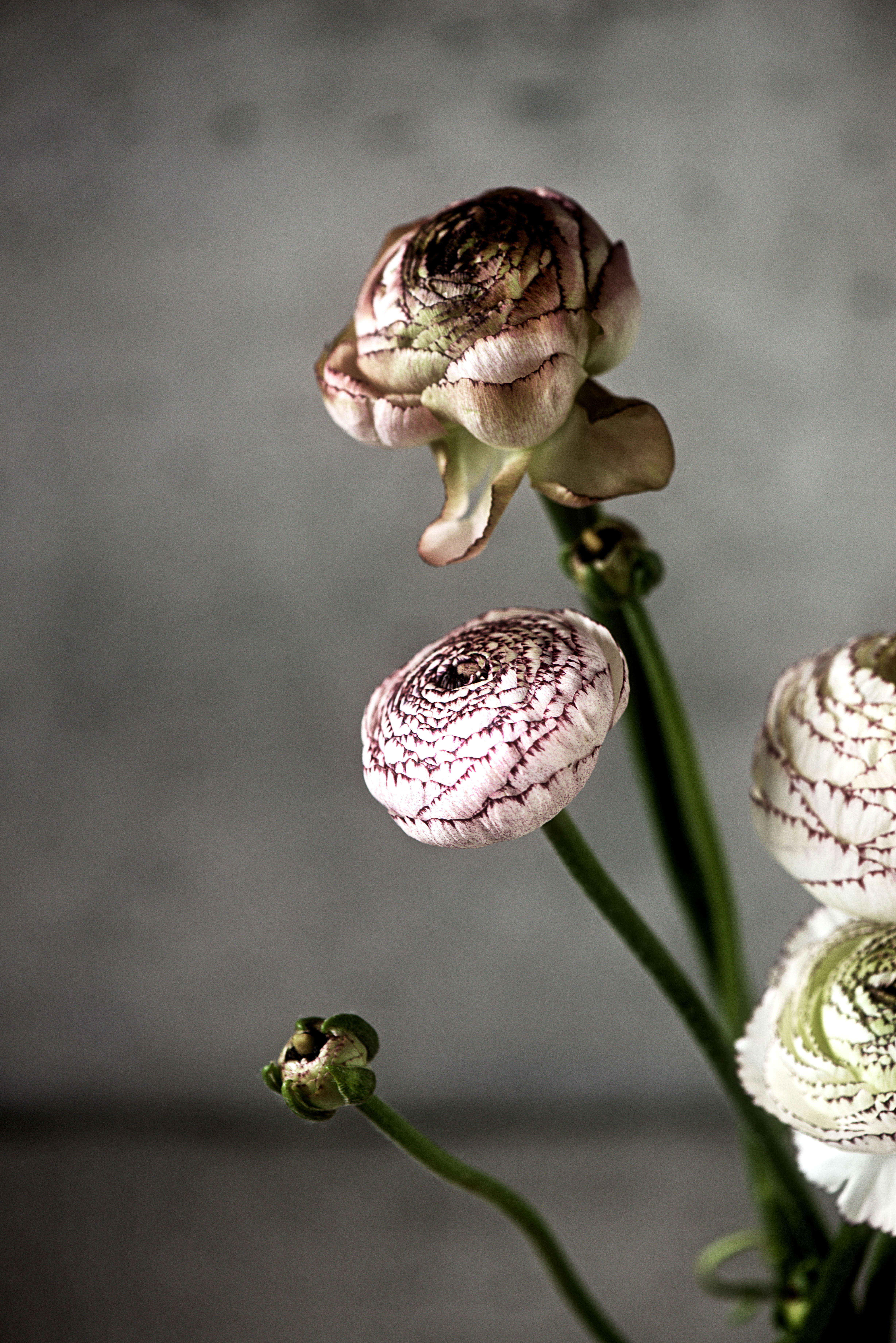 Flor de pétalo rosa oscuro con tallo Fondos de pantalla