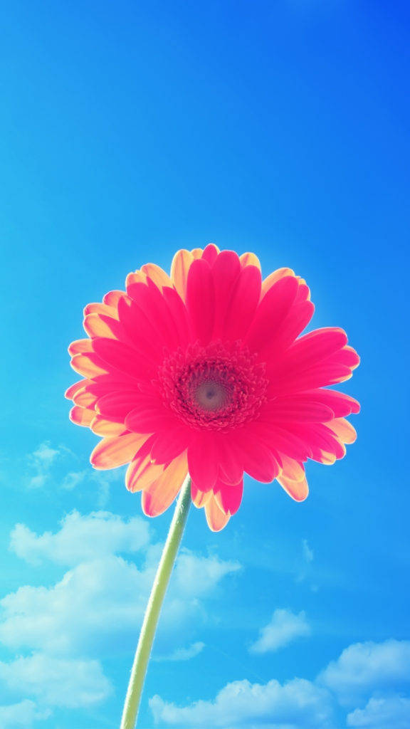 Flor de pétalos rosas para iPhone Fondos de pantalla