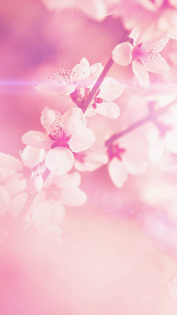 Flor de Primavera iPhone Fondos de pantalla