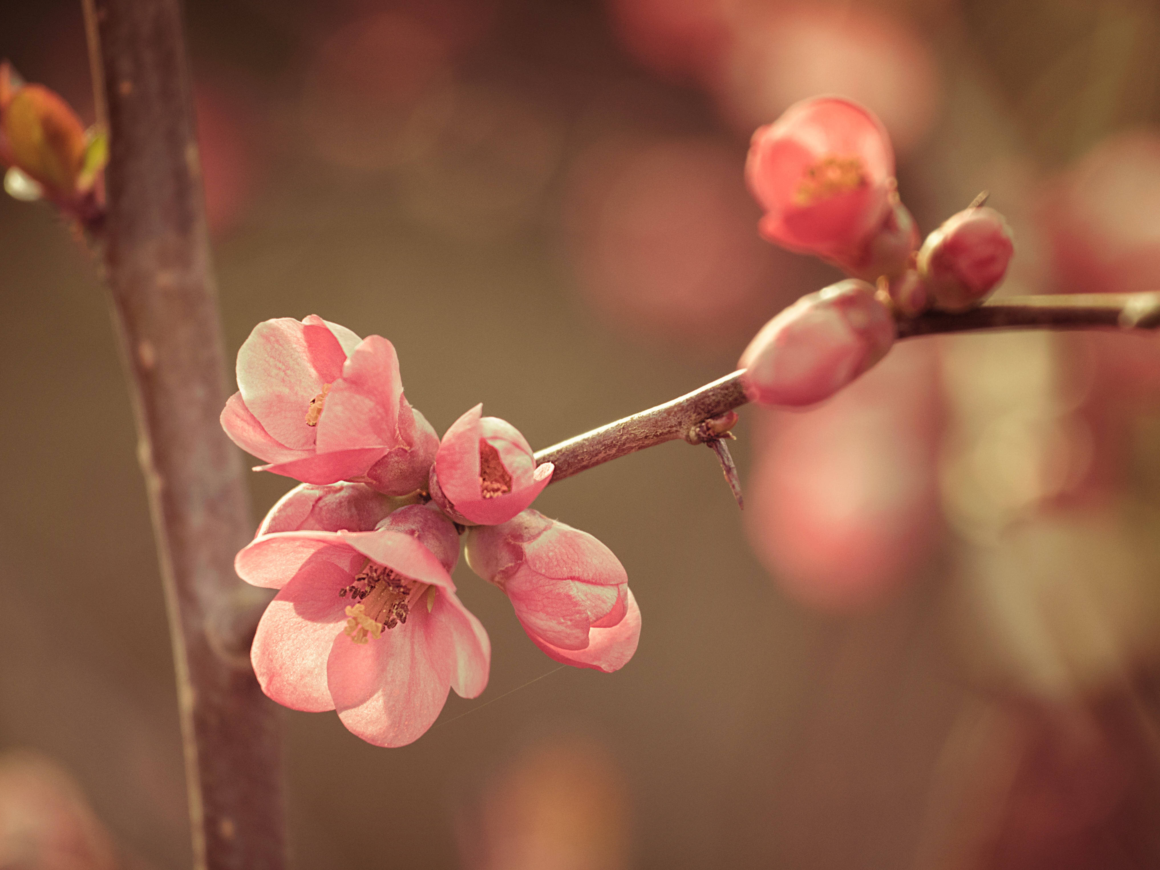 Flor de Primavera en Primer Plano Fondos de pantalla