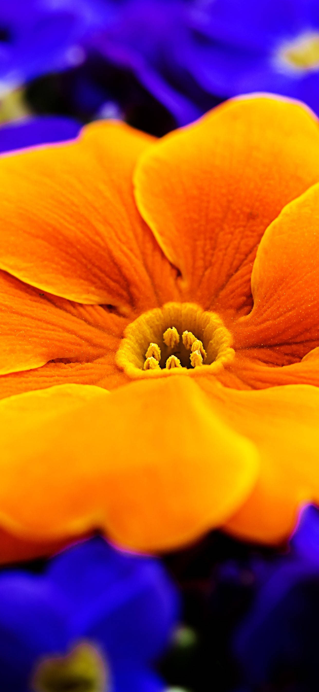 Flor de Primavera Naranja Fondos de pantalla