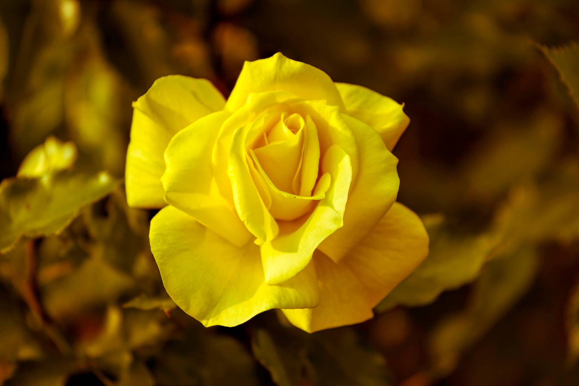 Fondo de pantalla Flor de Rosa Amarilla