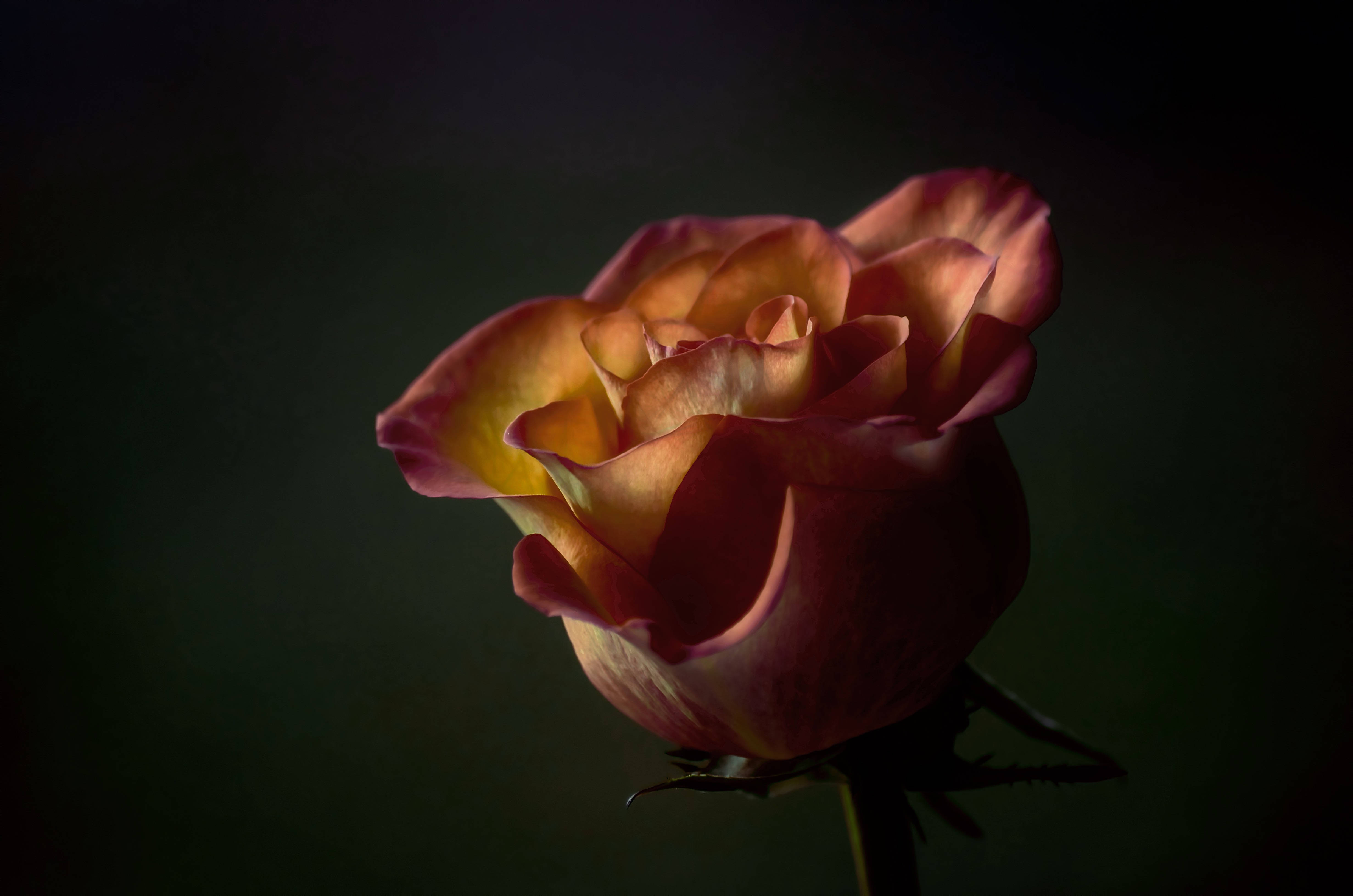 Flor de rosa amarillo-naranja Fondos de pantalla