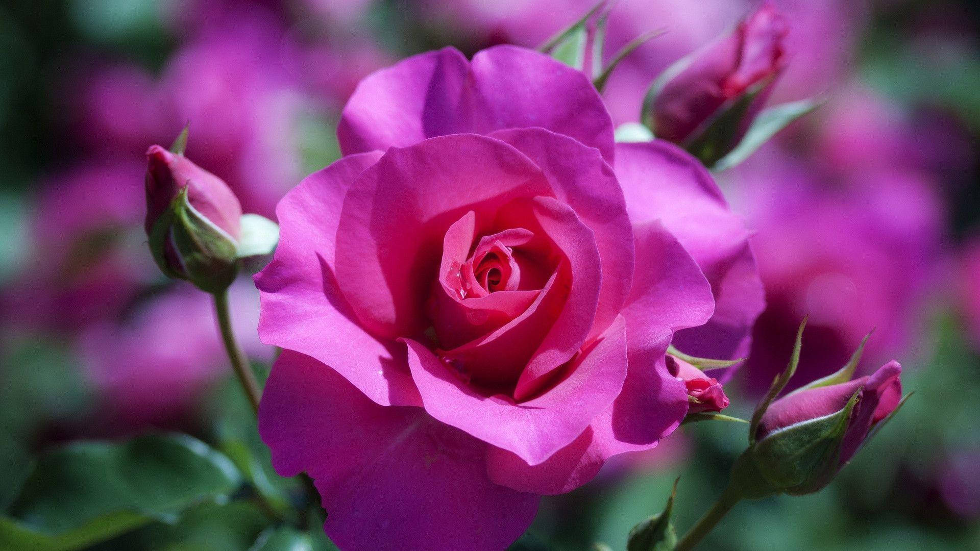 Flor de rosa púrpura-rosada Fondos de pantalla