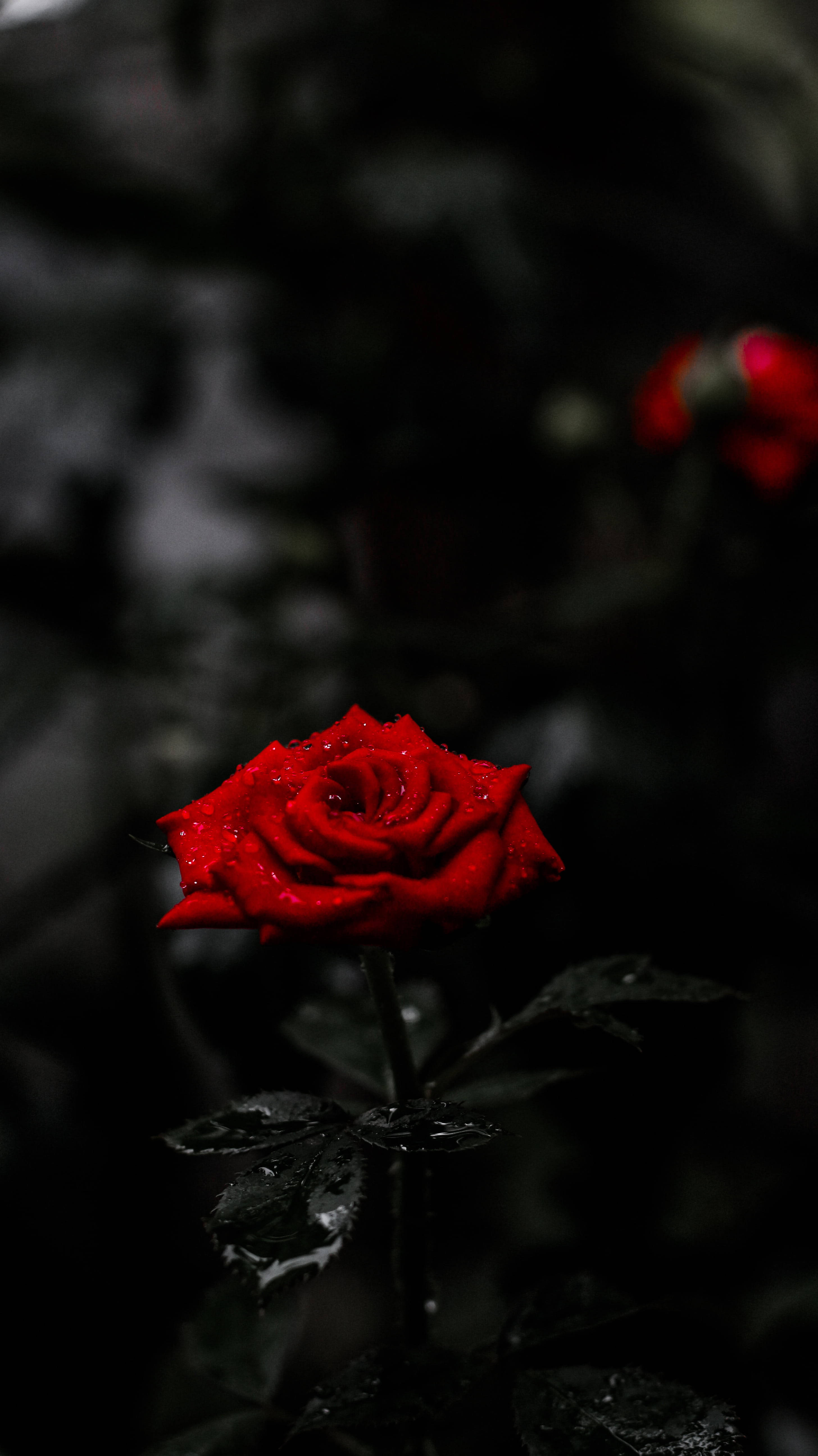 Flor de Rosa Roja 8K para Teléfono Fondos de pantalla