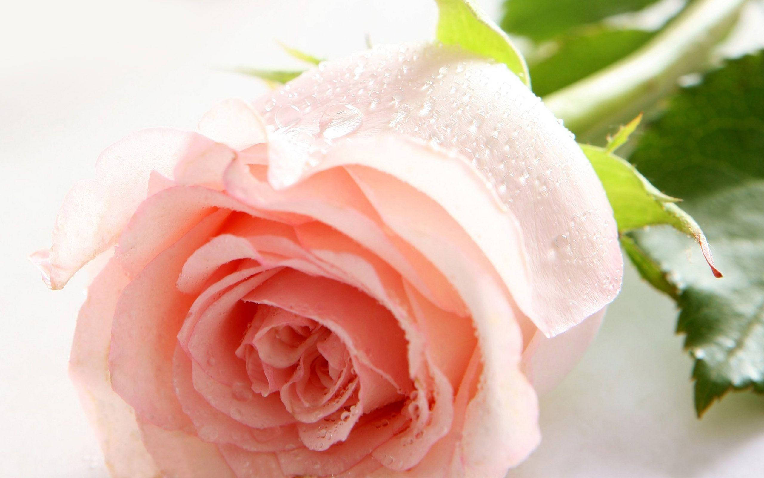 Flor de rosa rosa claro Fondos de pantalla