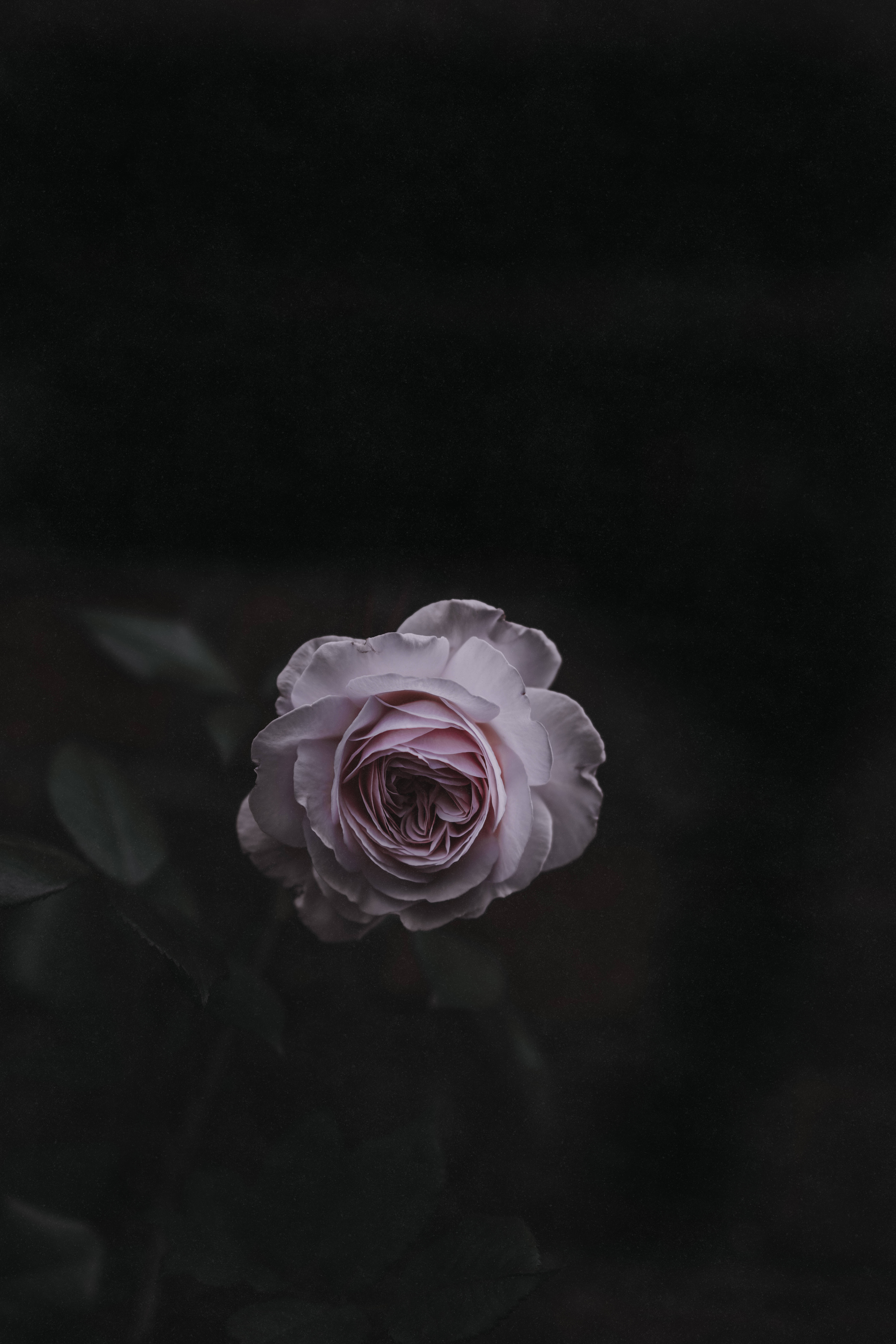 Flor de rosa rosa claro Fondos de pantalla