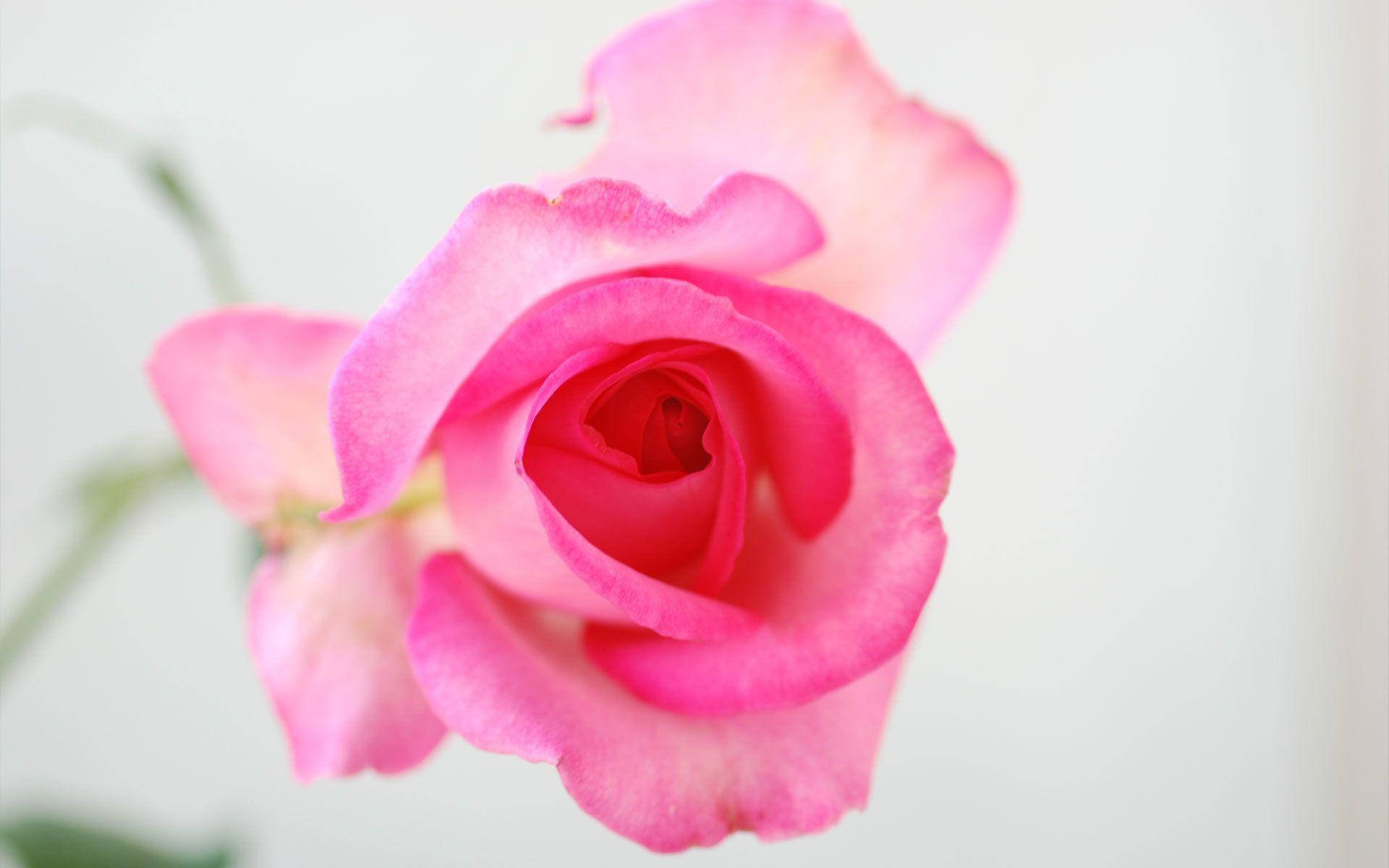 Flor de rosa rosa translúcida Fondos de pantalla