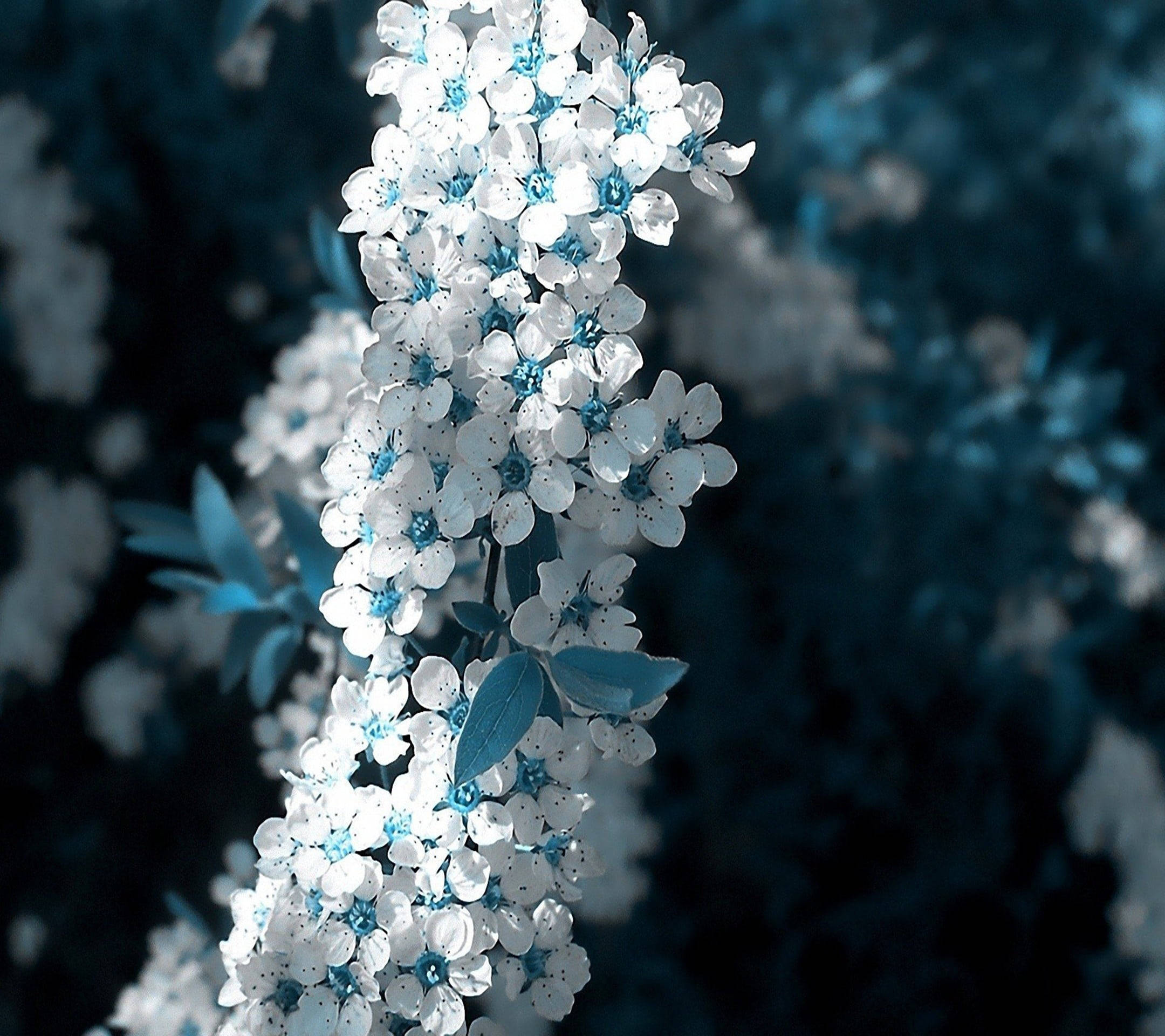 Flor de Sakura Blanca y Azul Hermosa Fondos de pantalla