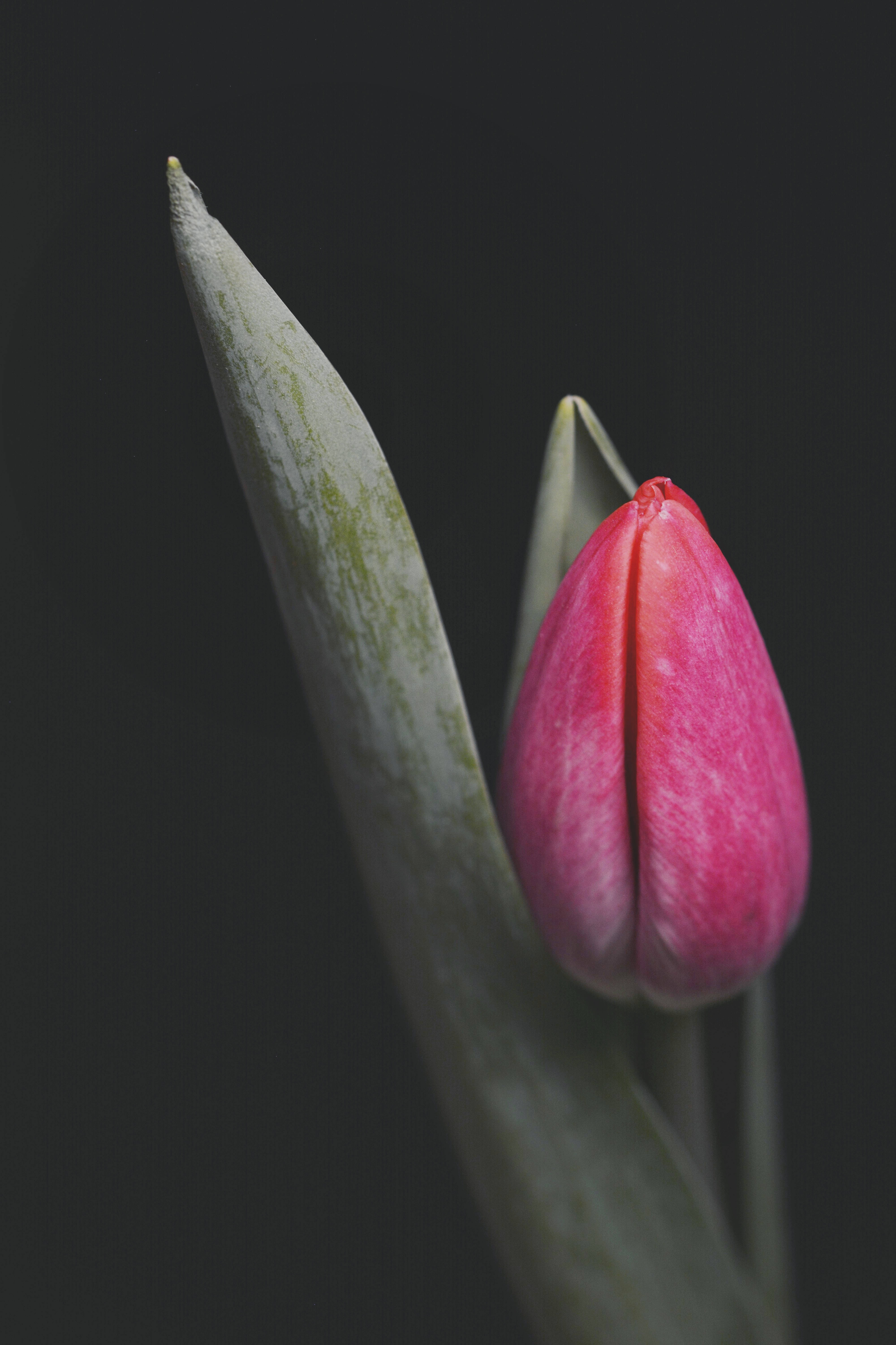 Flor de tulipán rosa para iPhone Fondos de pantalla
