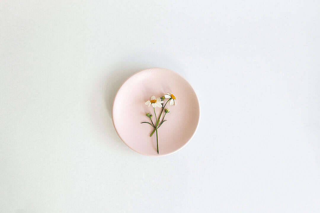 Flor en diseño estético rosa pastel Fondos de pantalla