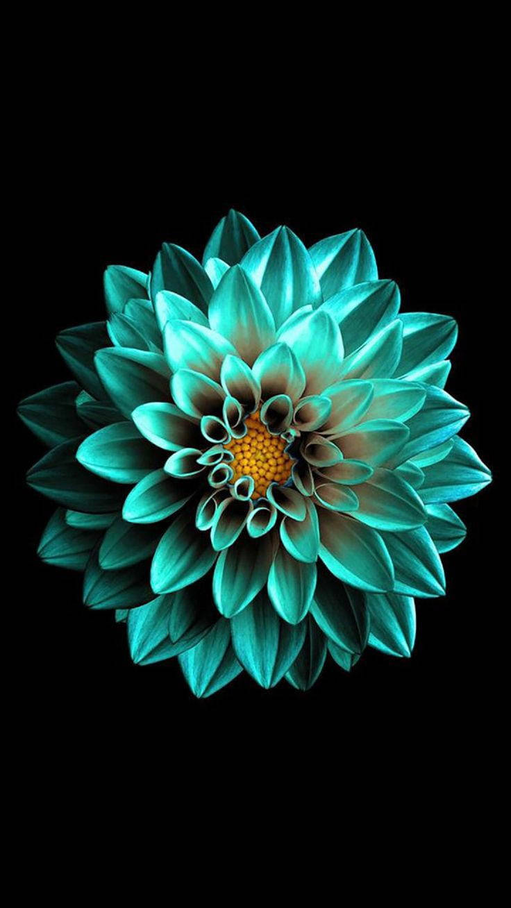 Flor Esmeralda en Negro AMOLED Fondos de pantalla