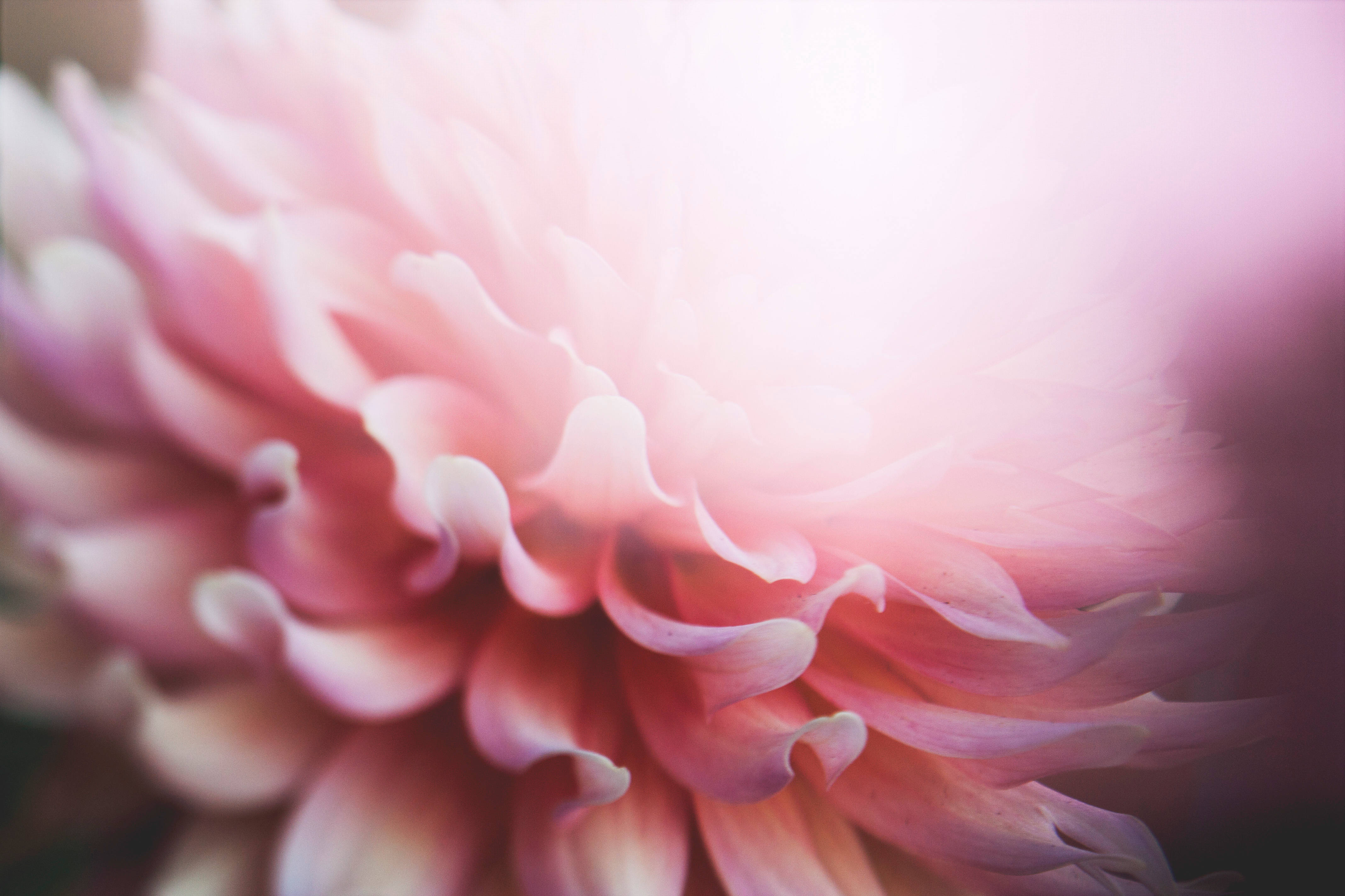 Flor estética de pétalos rosados Fondos de pantalla