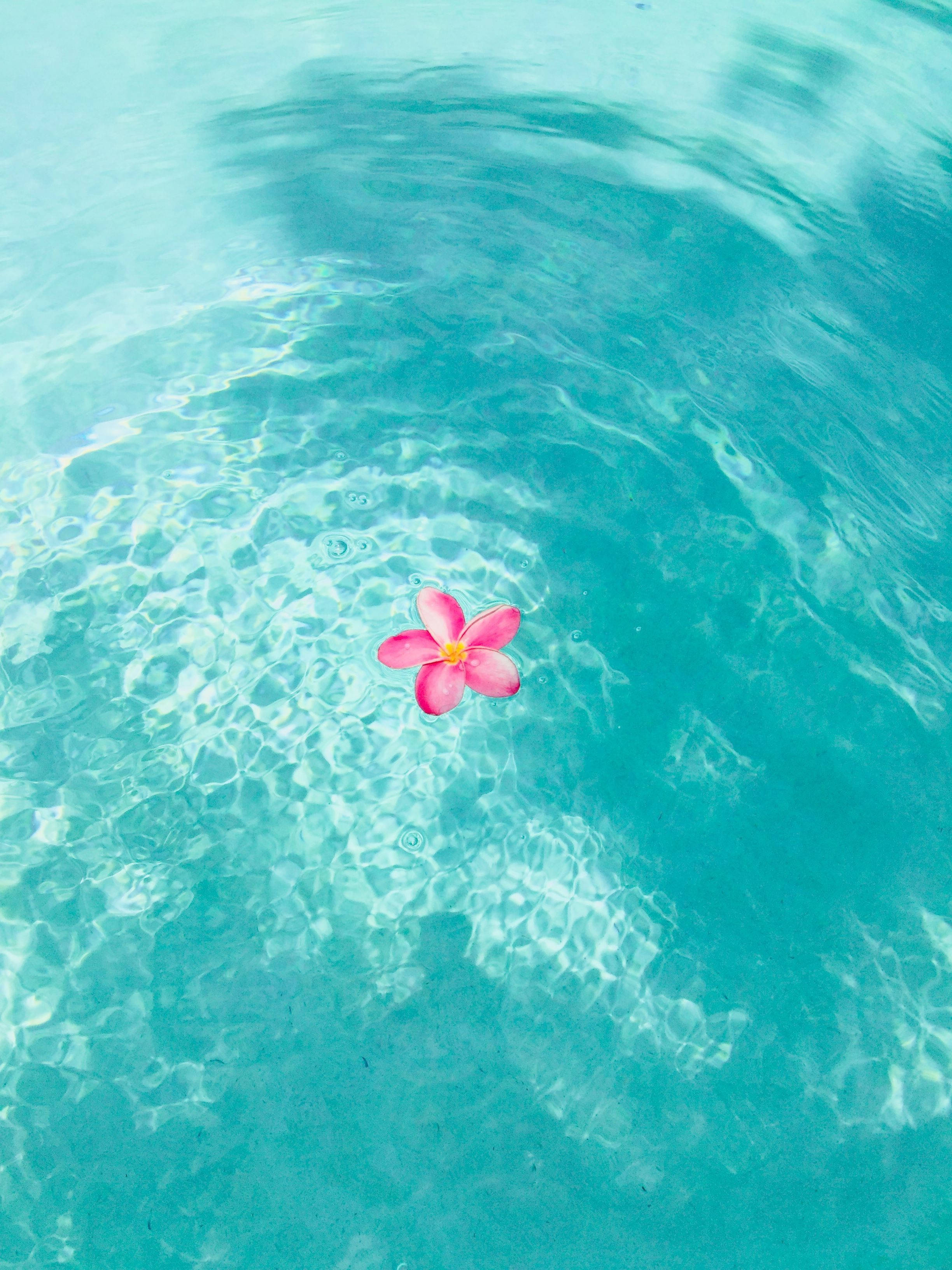 Flor estética de verano sobre el agua Fondos de pantalla