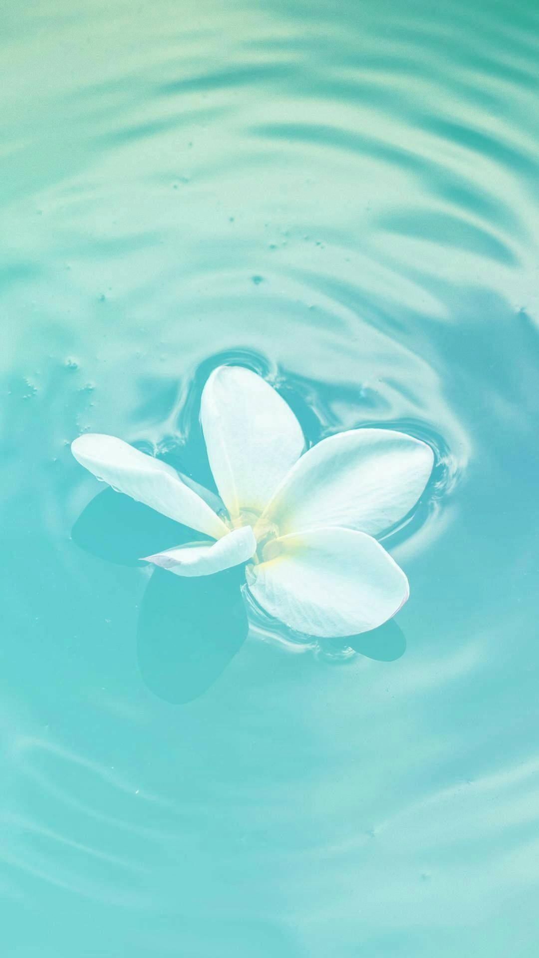 Flor flotante en verde azulado pastel Fondos de pantalla