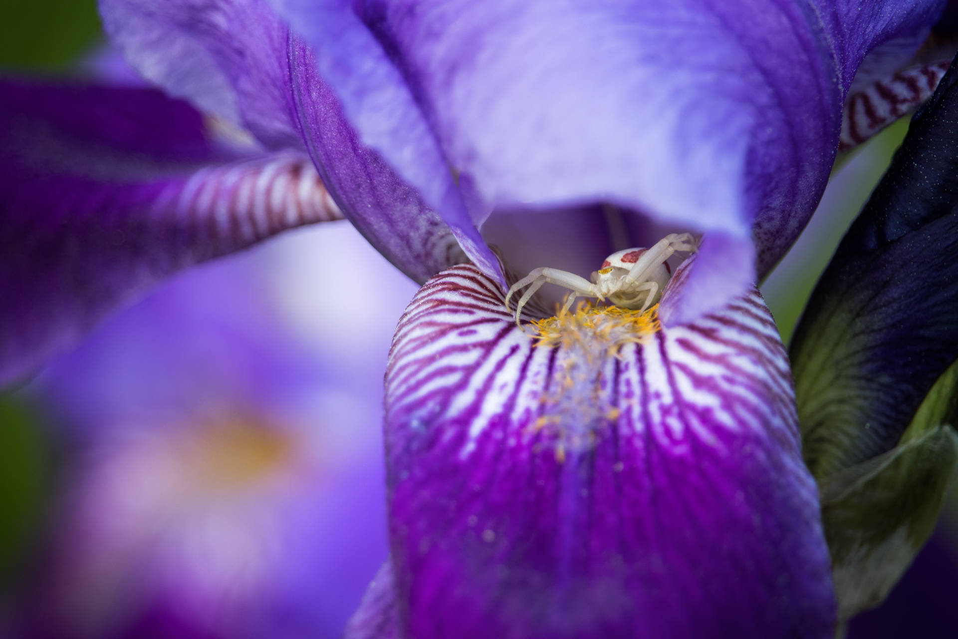 Flor grande morada y linda