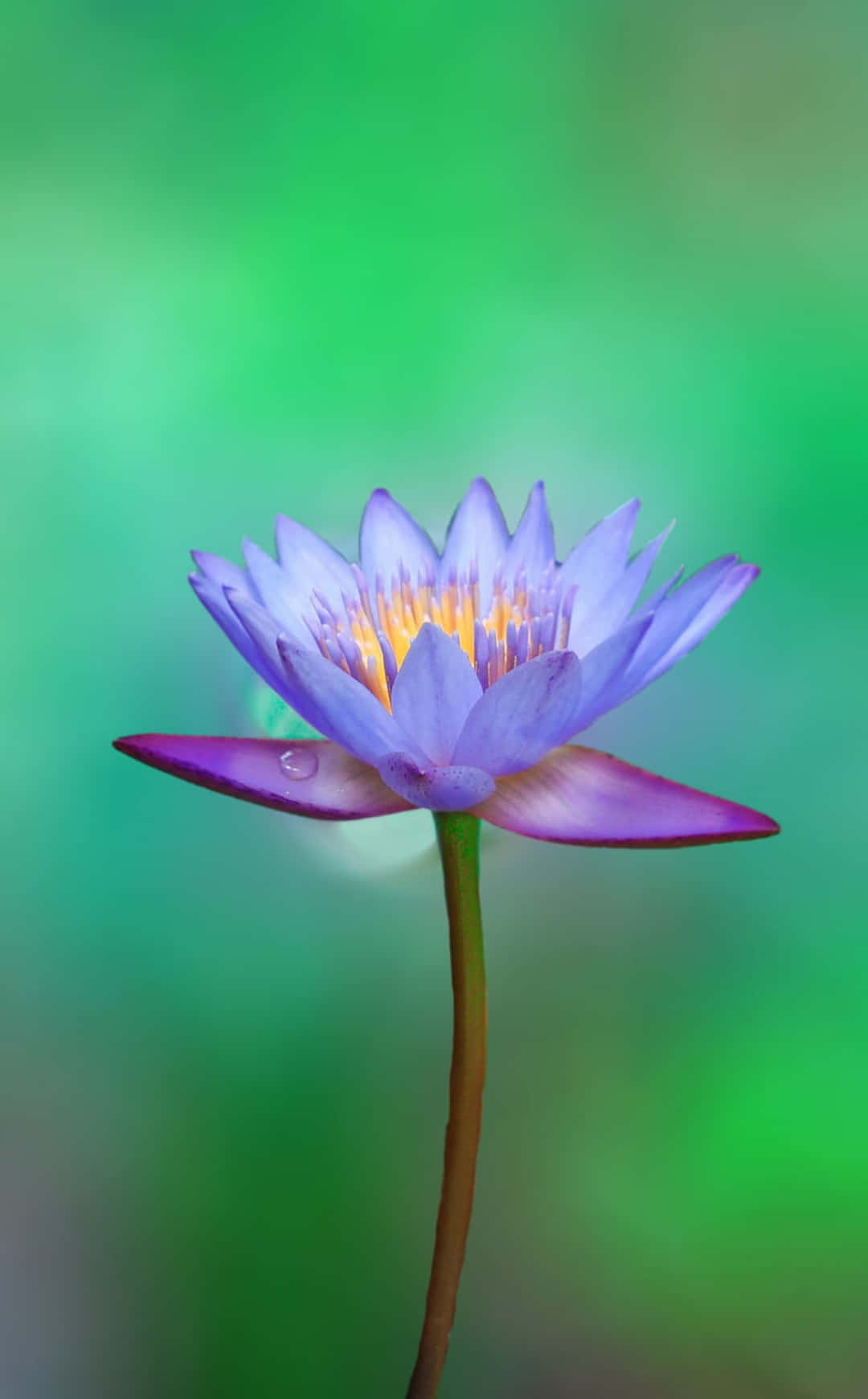 Flor iPhone Posterazzi Lotus Fotografía Fondos de pantalla