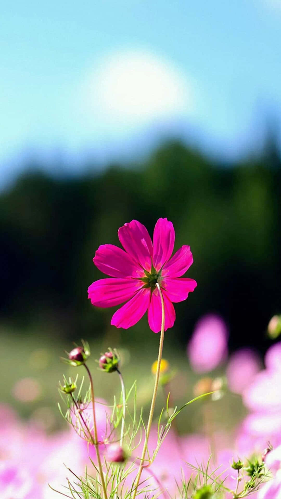 Flor iPhone Rosa Cosmos de Jardín Foto Fondos de pantalla