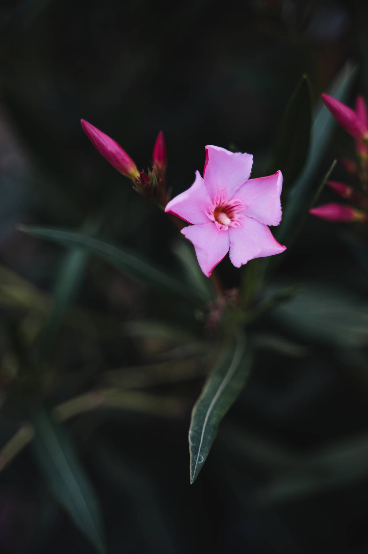 Flor lila y rosa linda