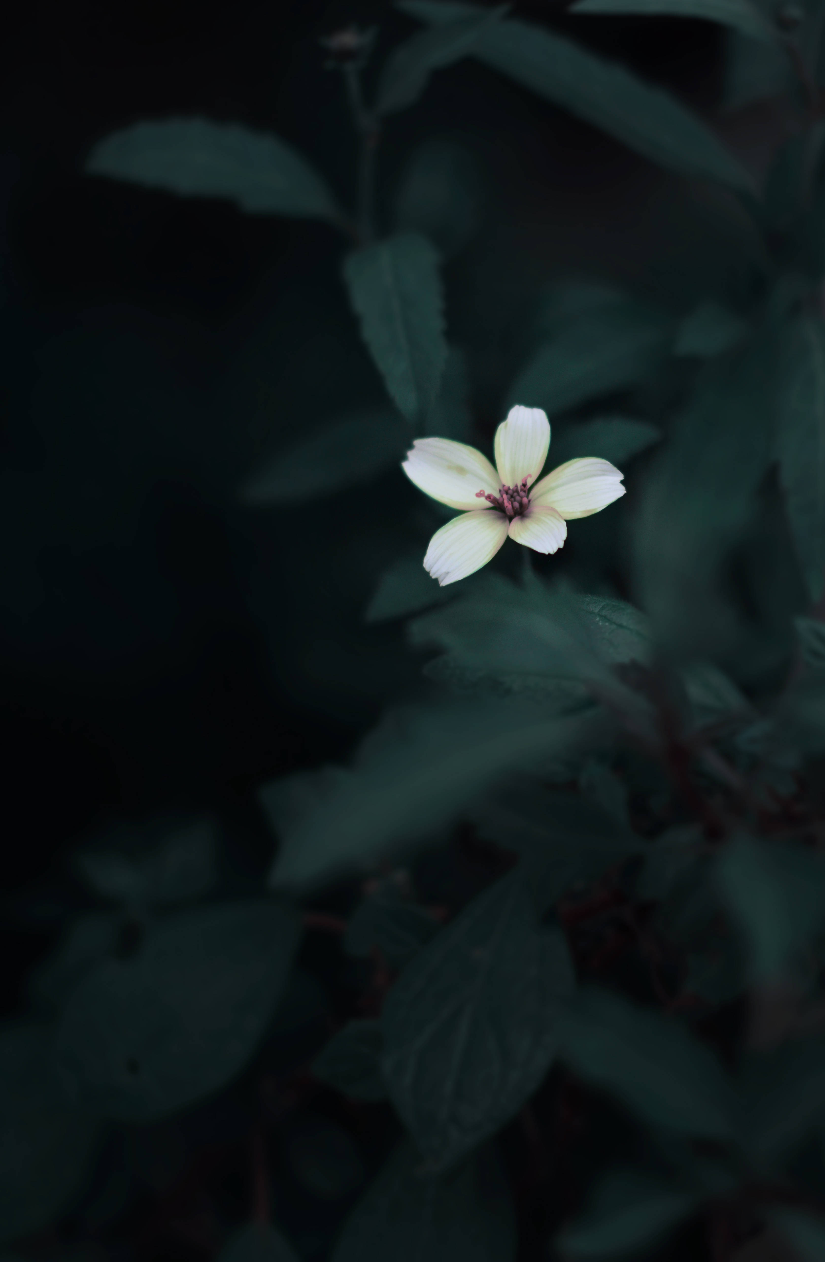 Flor linda estética verde oscuro Fondos de pantalla