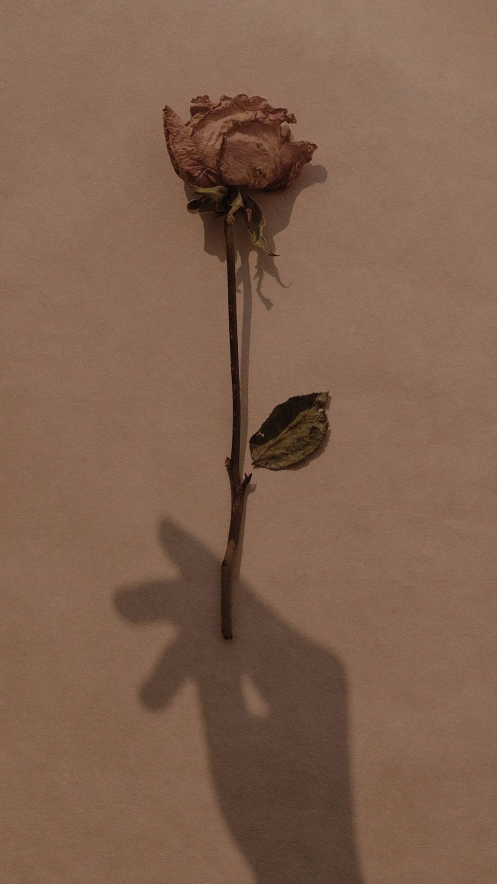 Flor marchita estética marrón Fondos de pantalla