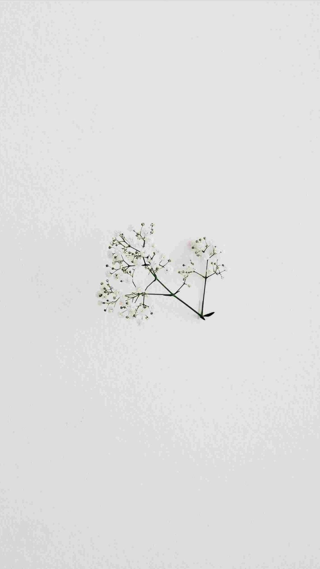 Flor Minimalista Fondos de pantalla