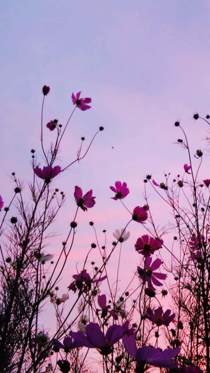 Flor Morada Hermosa Fondos de pantalla