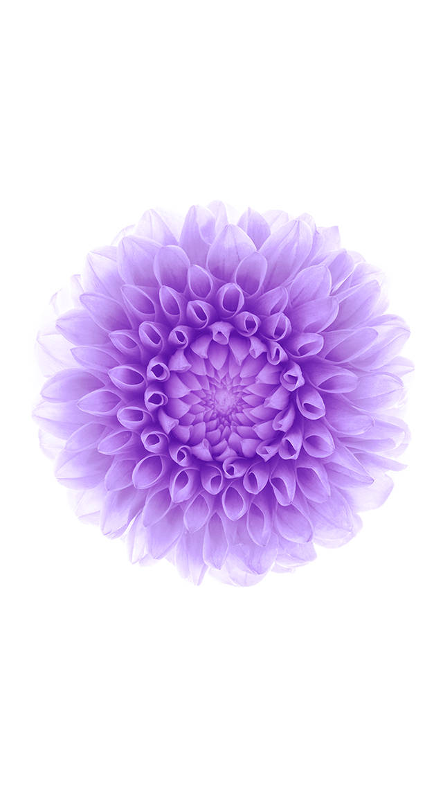 Flor Morada iOS 6 Fondos de pantalla