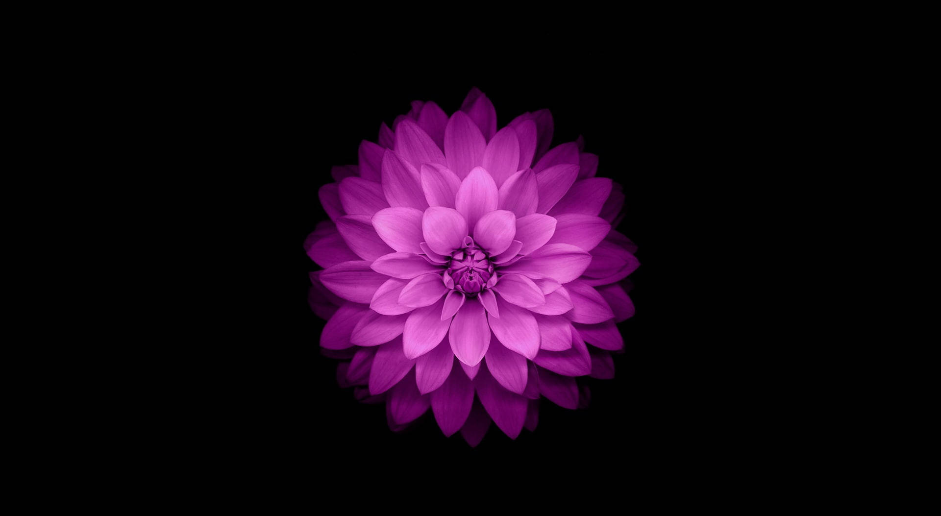 Flor Morada MacBook Air Fondos de pantalla