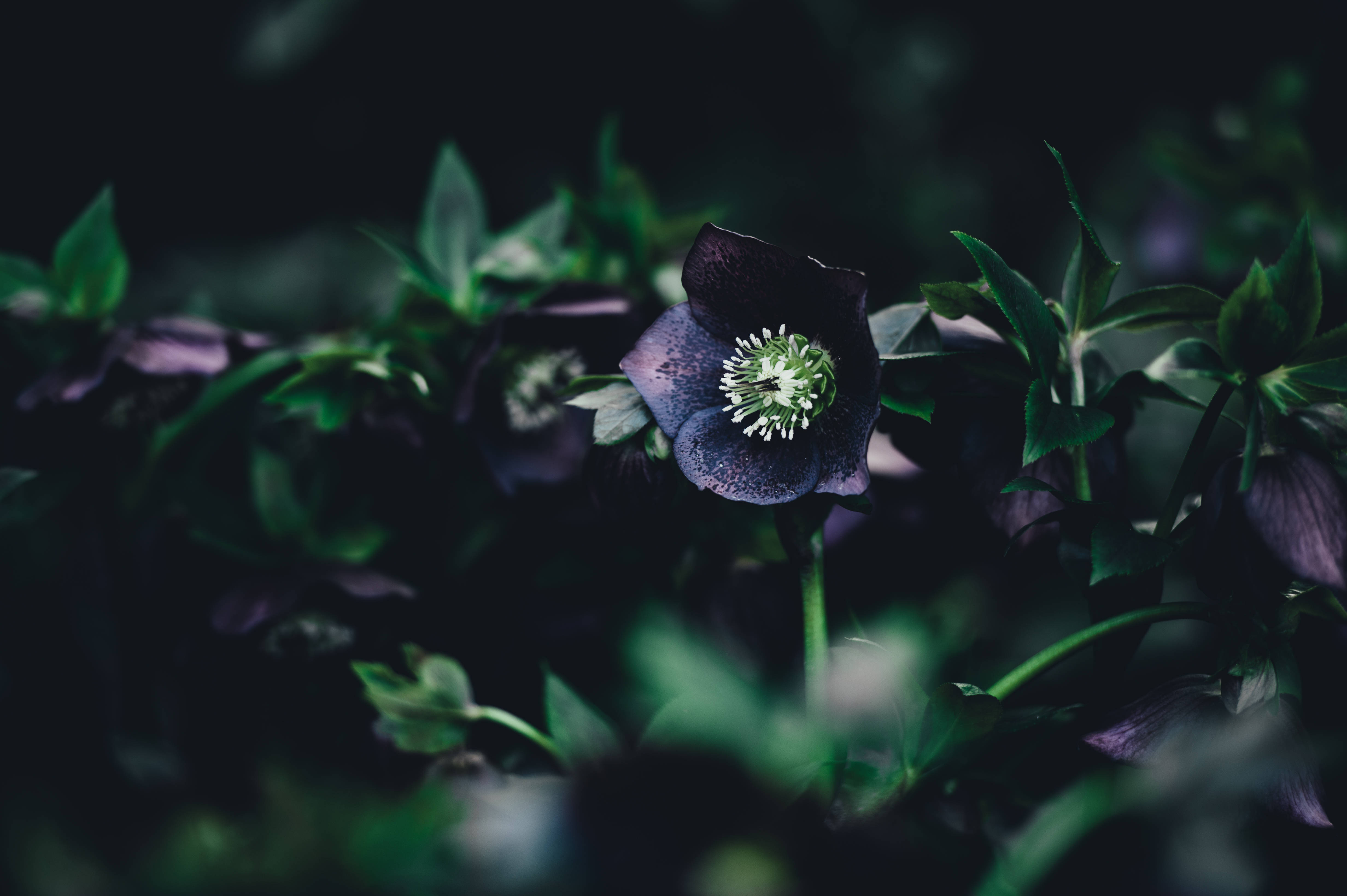 Flor Morado Oscuro con Tallo Verde Fondos de pantalla