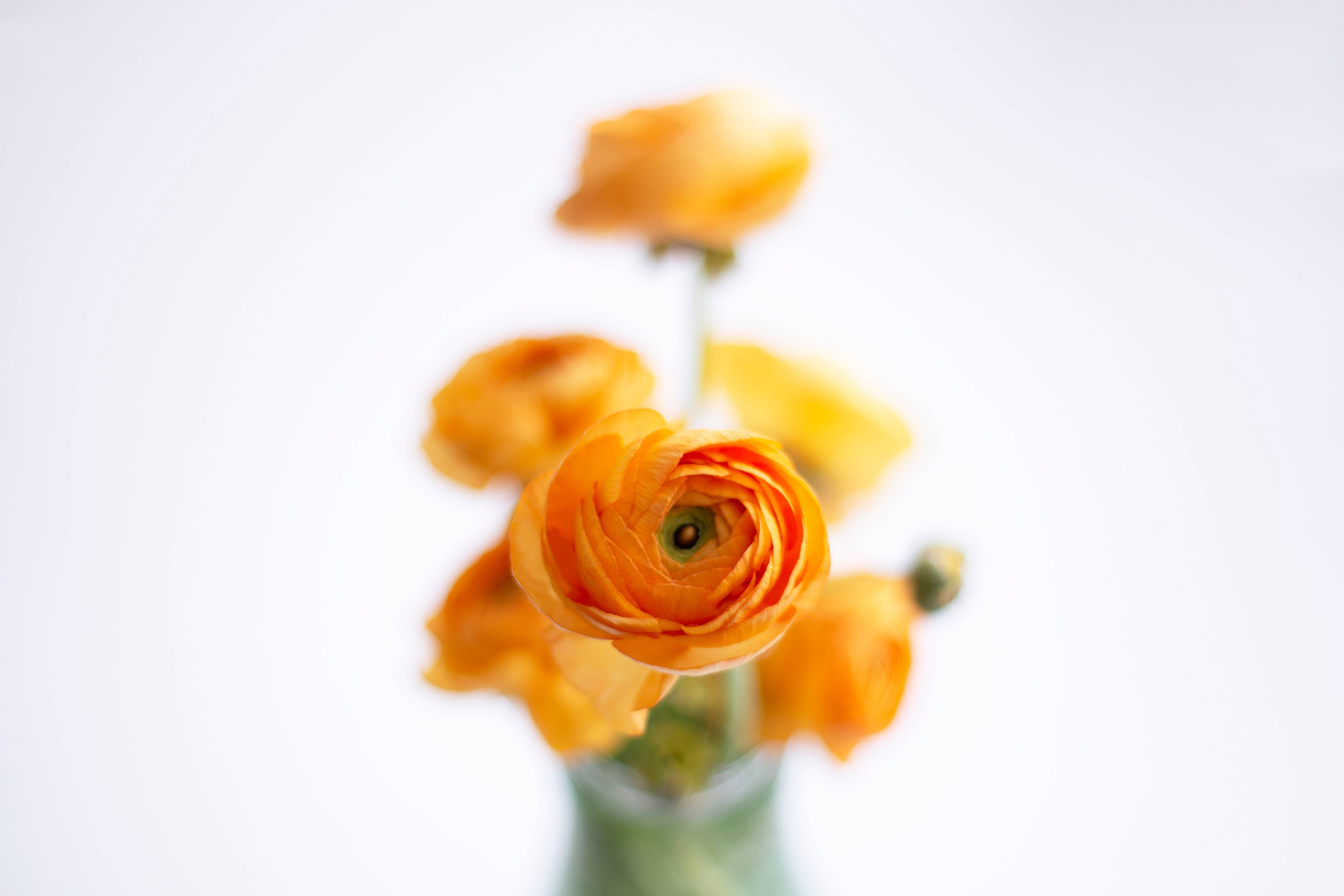 Flor Naranja Estética Fondos de pantalla