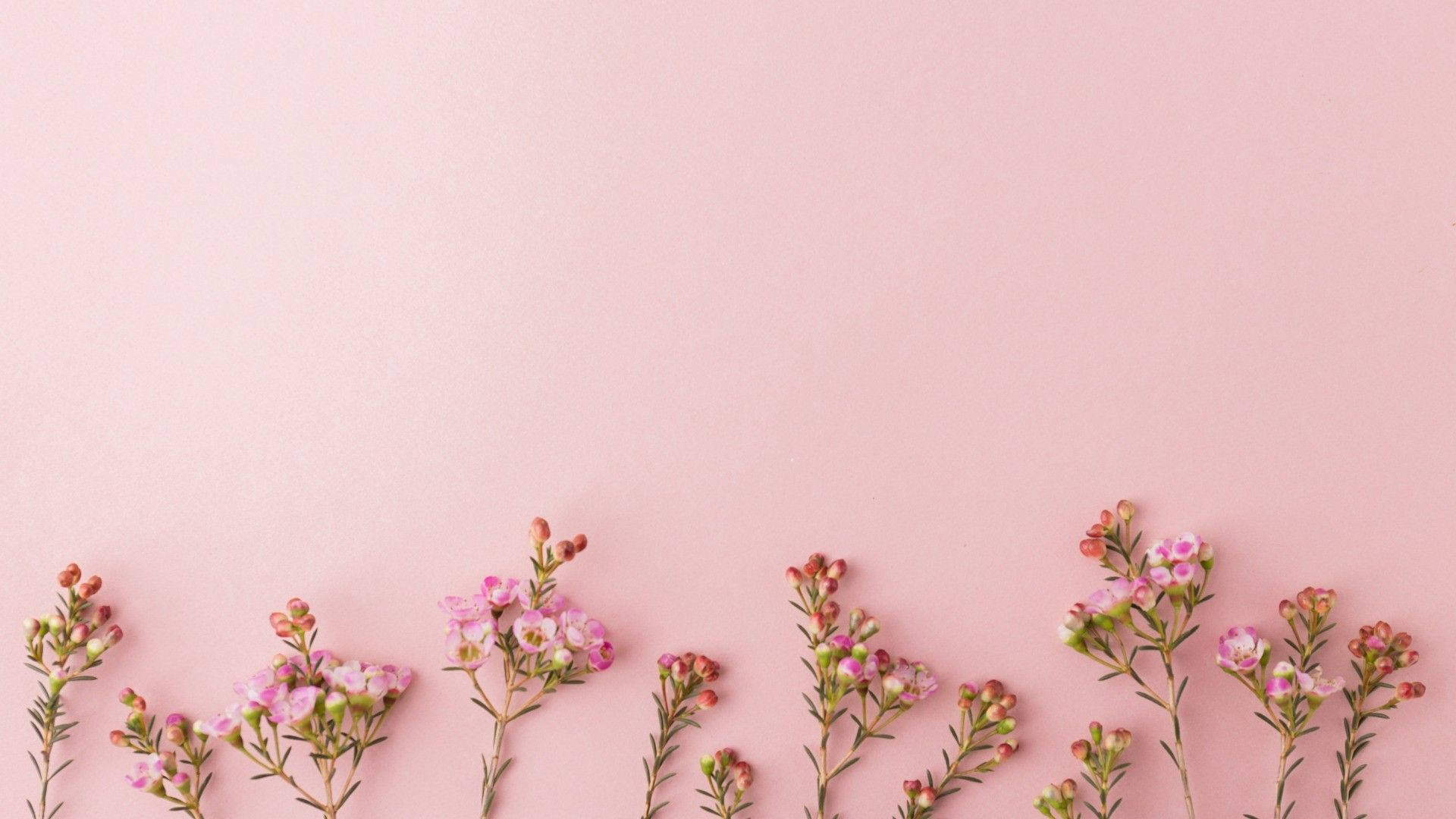 Flor pequeña estética rosa dorado Fondos de pantalla