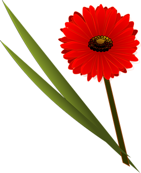 Flor roja con fondo negro Fondos de pantalla