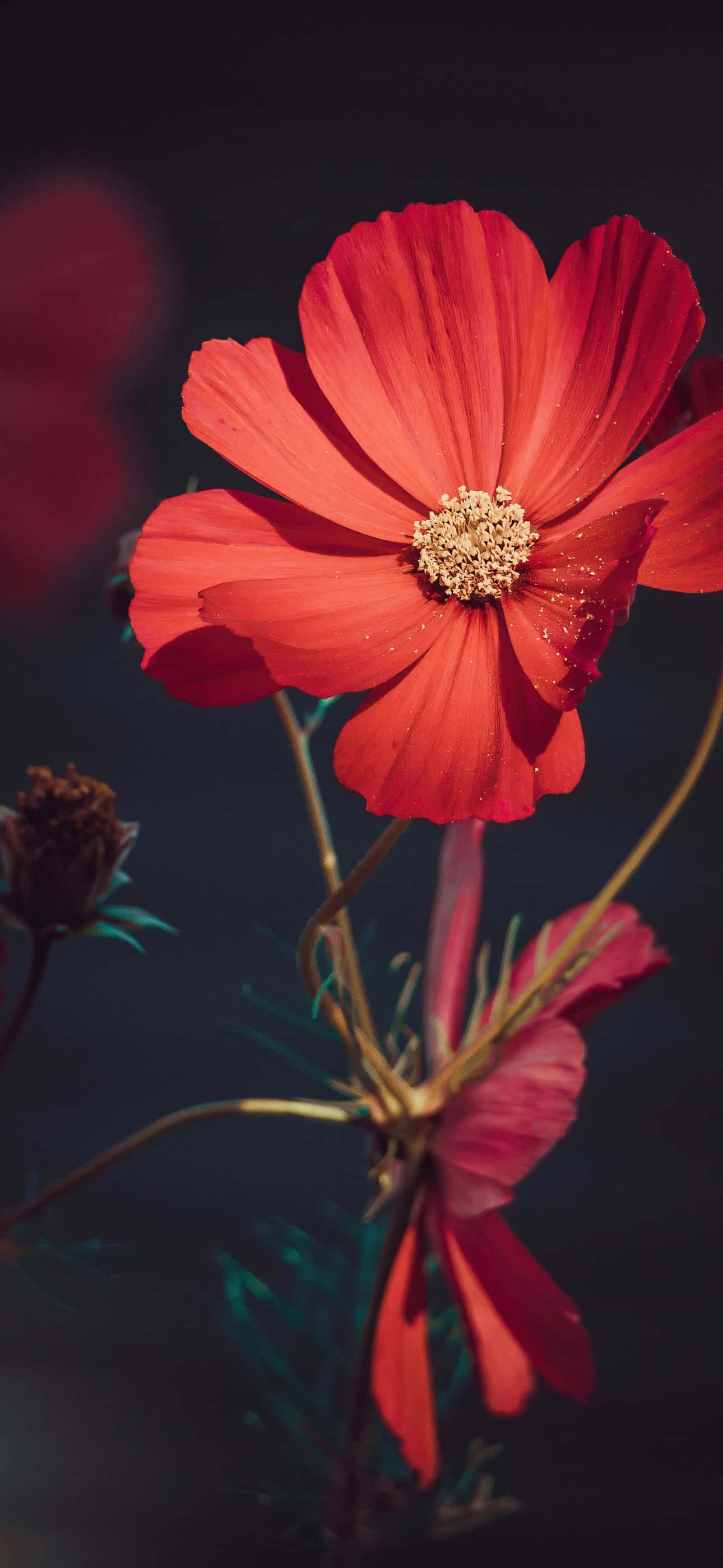 Flor Roja de Cosmos en el Jardín Imagen para iPhone Fondos de pantalla