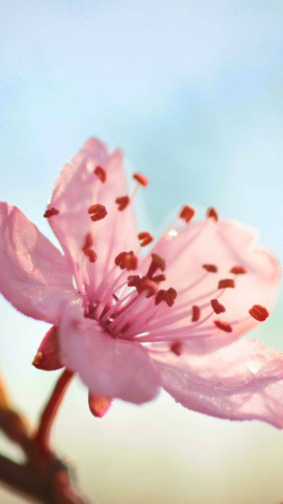 Flor Rosa Bonita para iPhone Fondos de pantalla