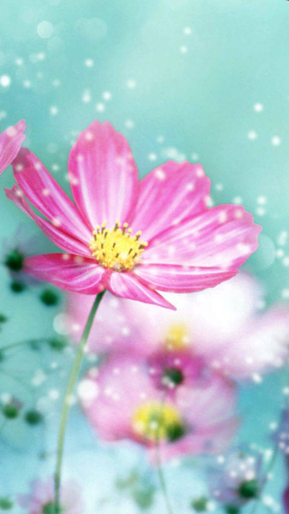 Flor Rosa de Pétalos Grandes para iPhone Fondos de pantalla