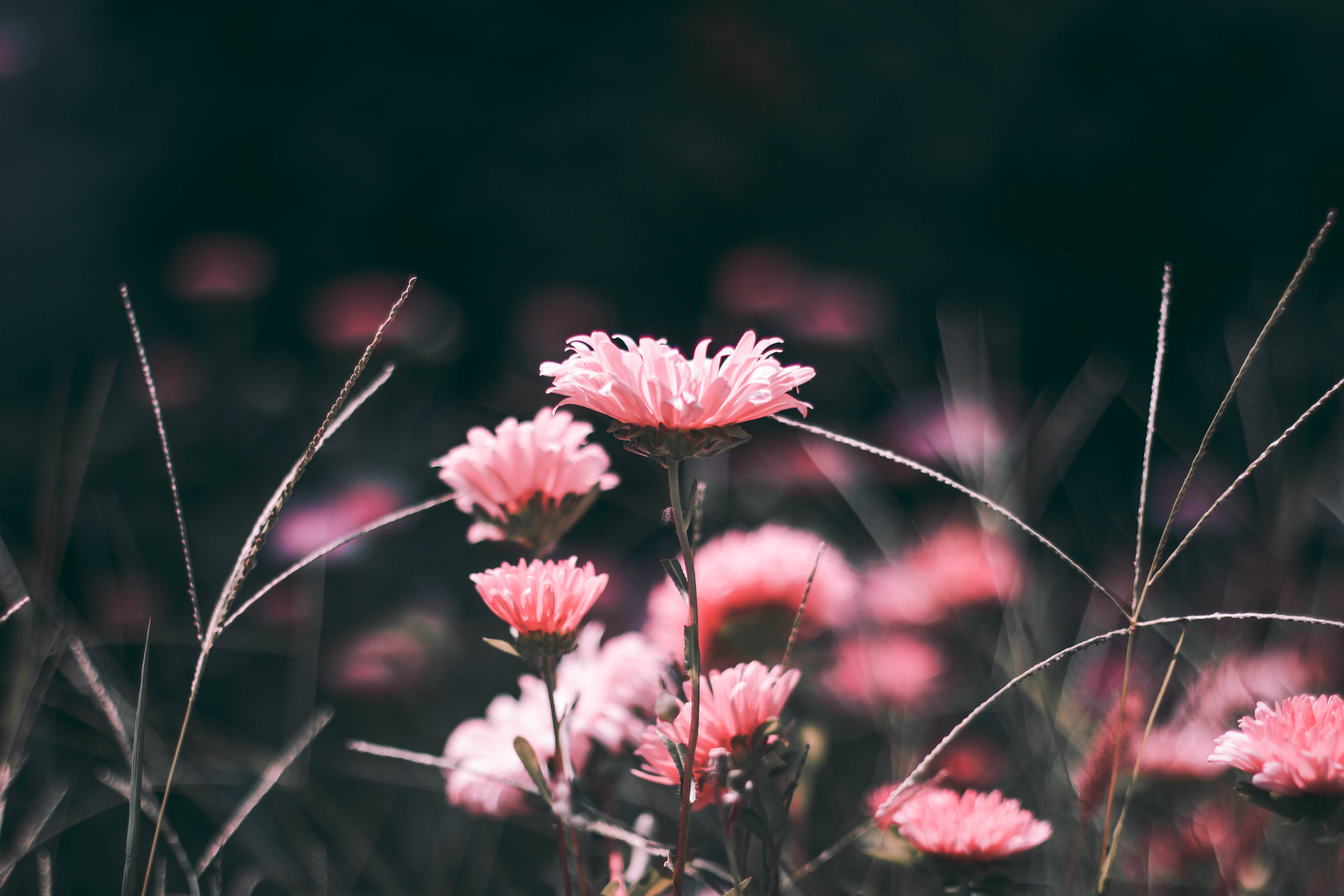 Flor Rosa Estética en el Pasto Fondos de pantalla