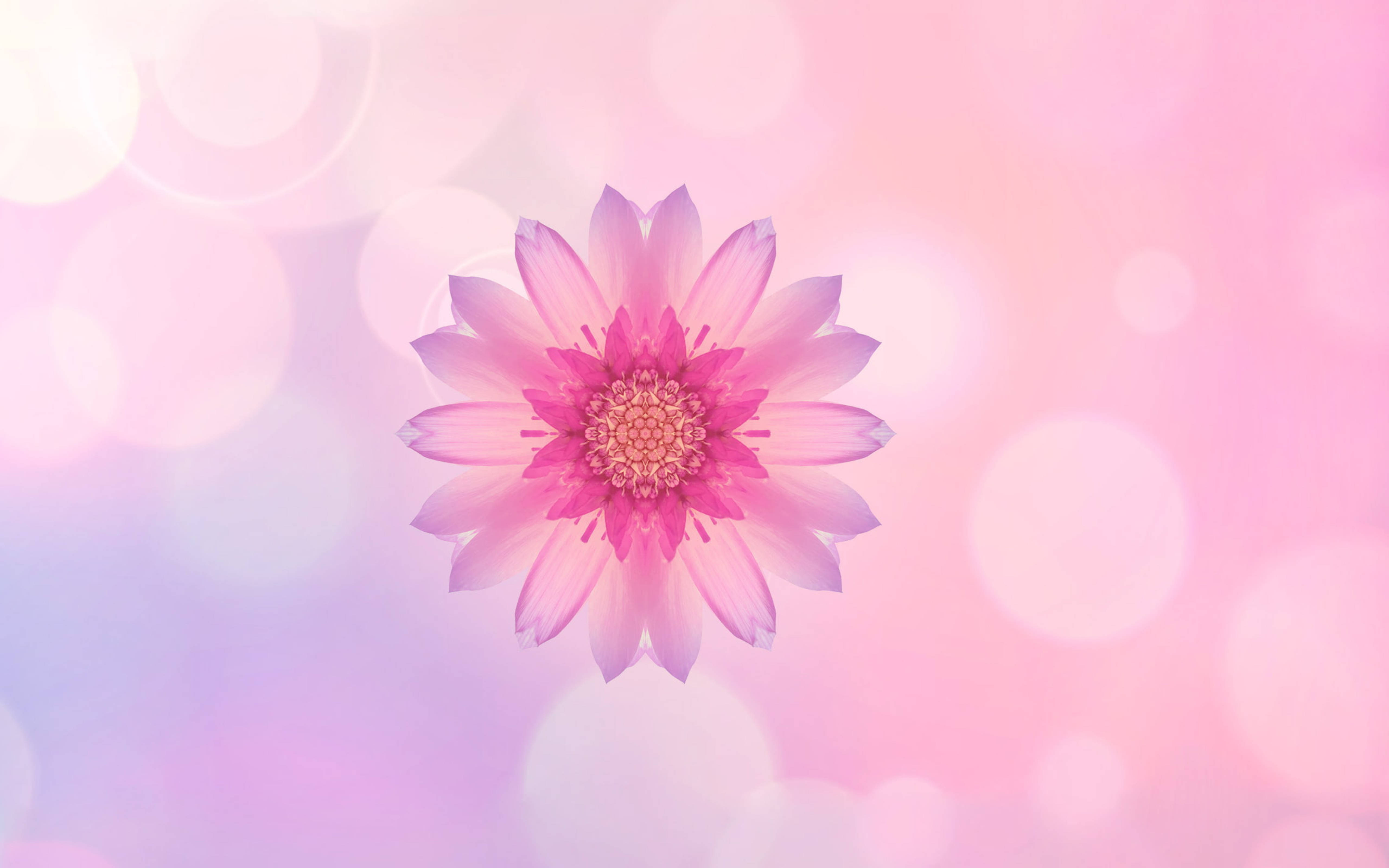Flor Rosa Huawei Fondos de pantalla