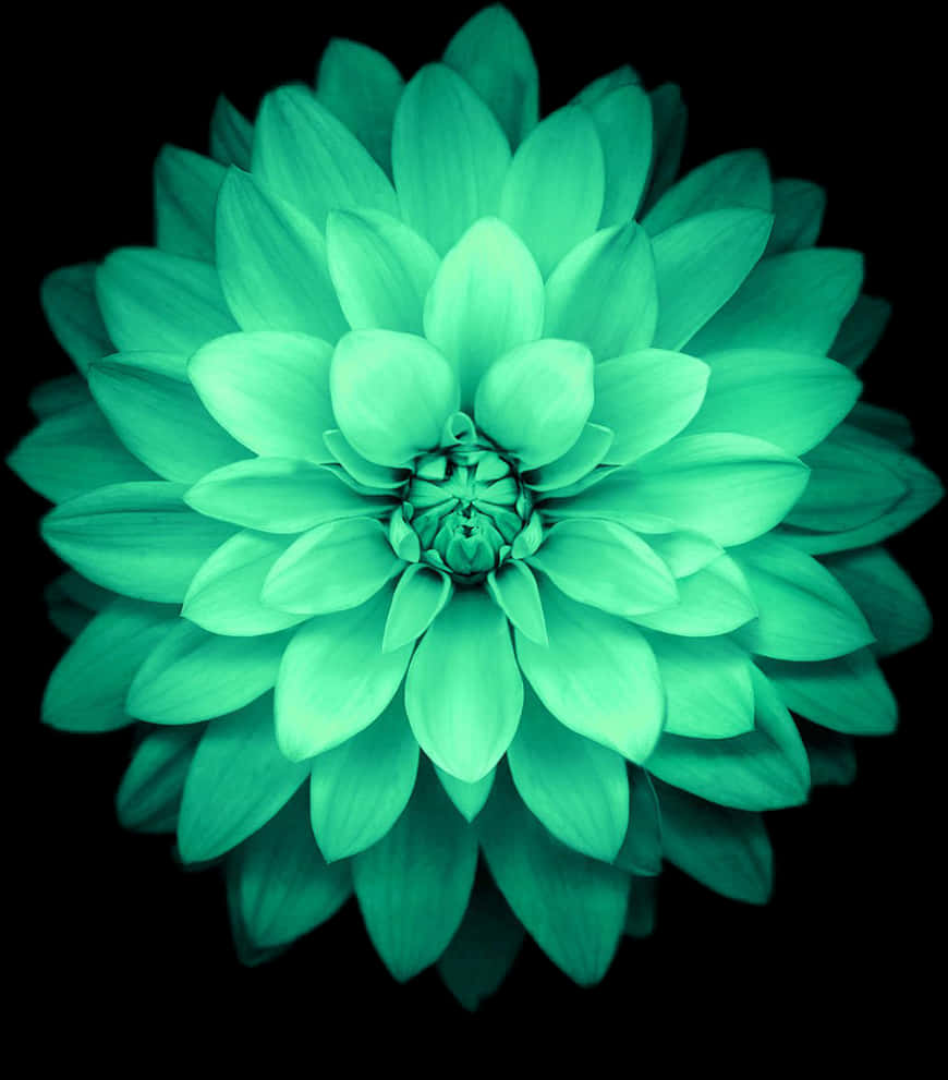 Floración de Dalia Esmeralda Fondos de pantalla