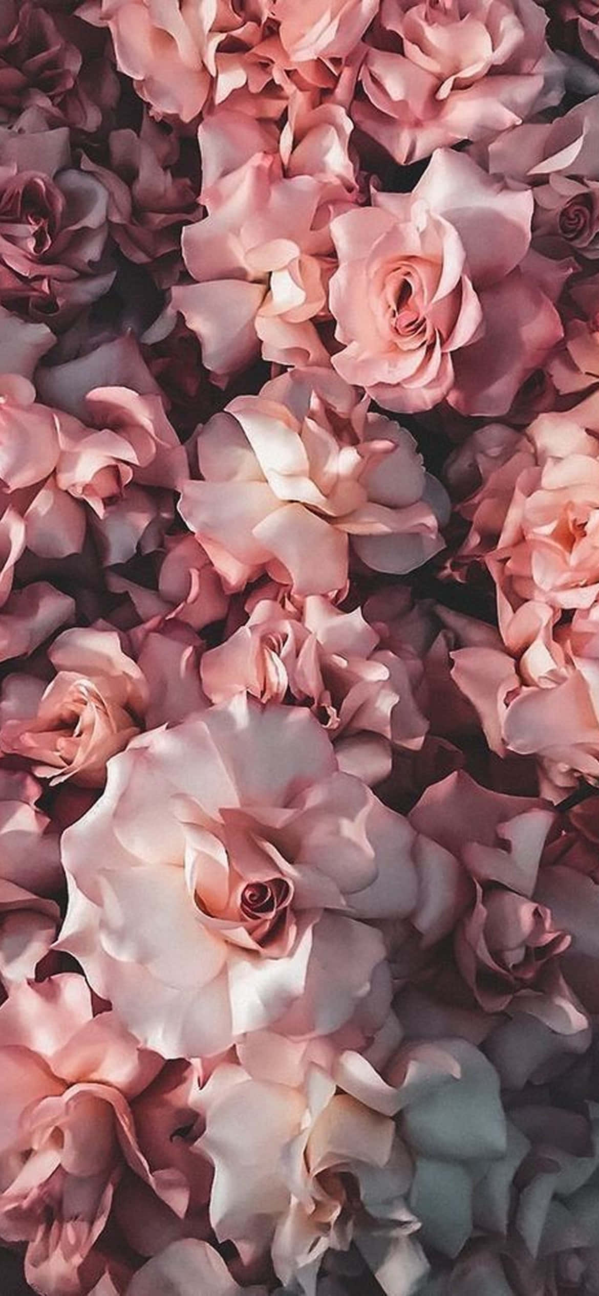 Floración Exquisita - Diseño Vibrante de Flores para iPhone Fondos de pantalla
