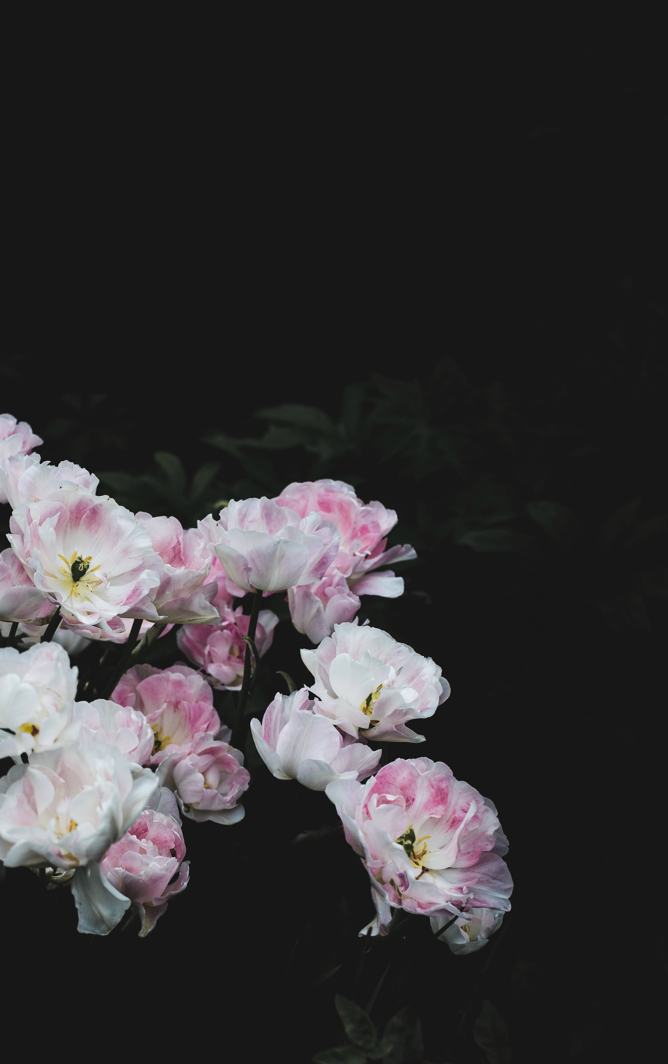 Floral blanca y rosa sobre fondo oscuro Fondos de pantalla