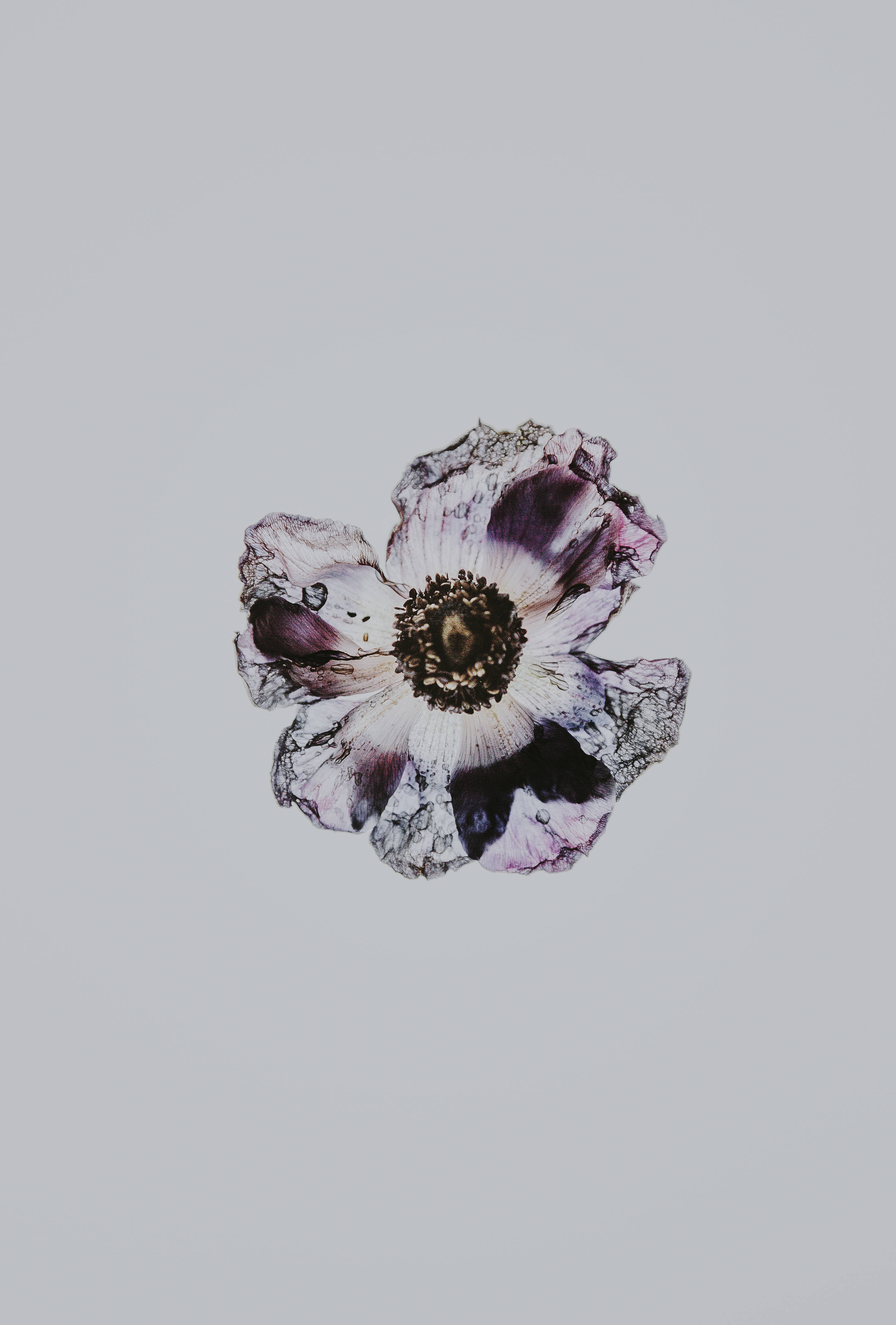 Floral oscura granate minimalista Fondos de pantalla