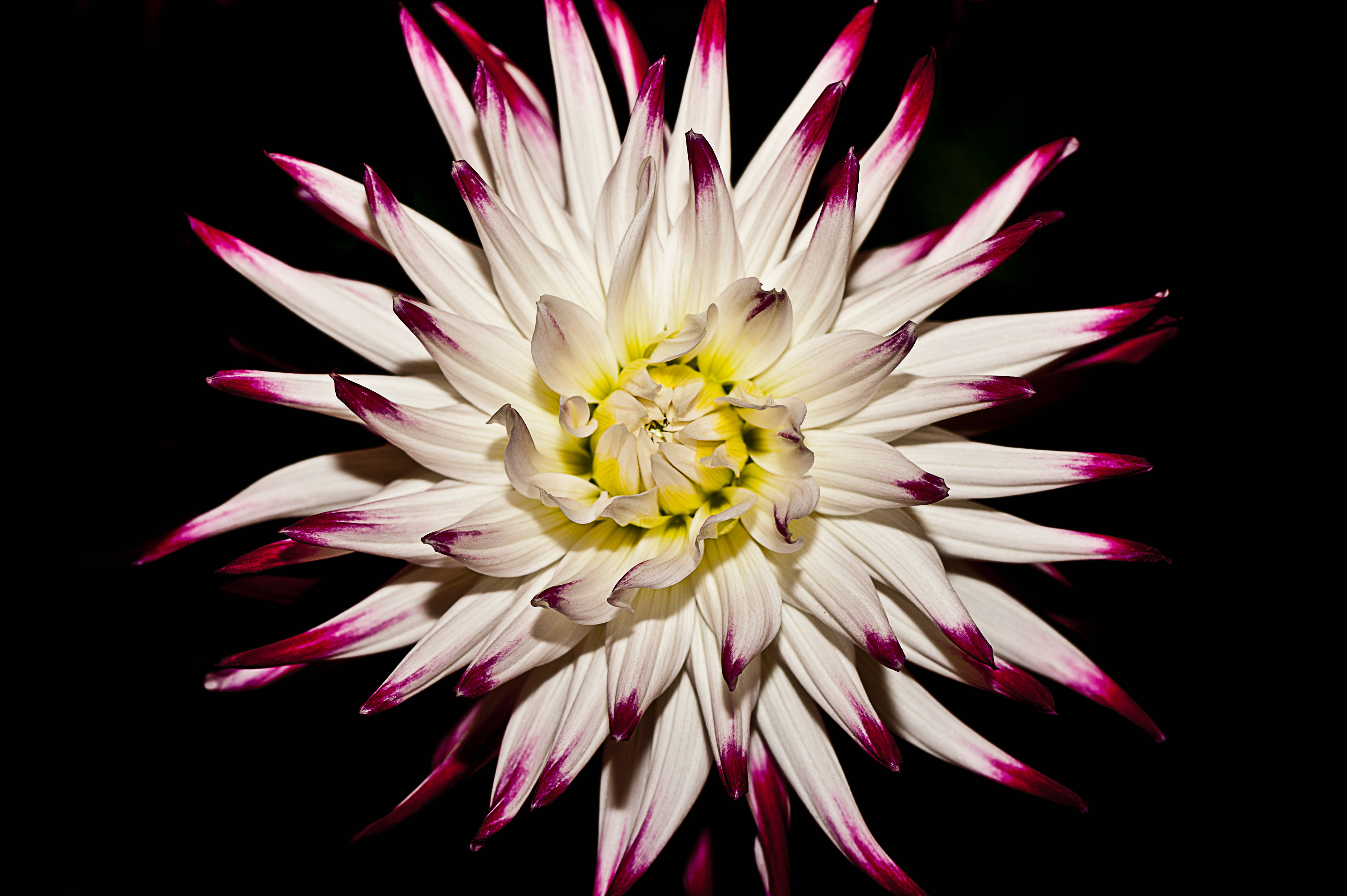 Floral Oscuro Blanco y Rosa Fondos de pantalla