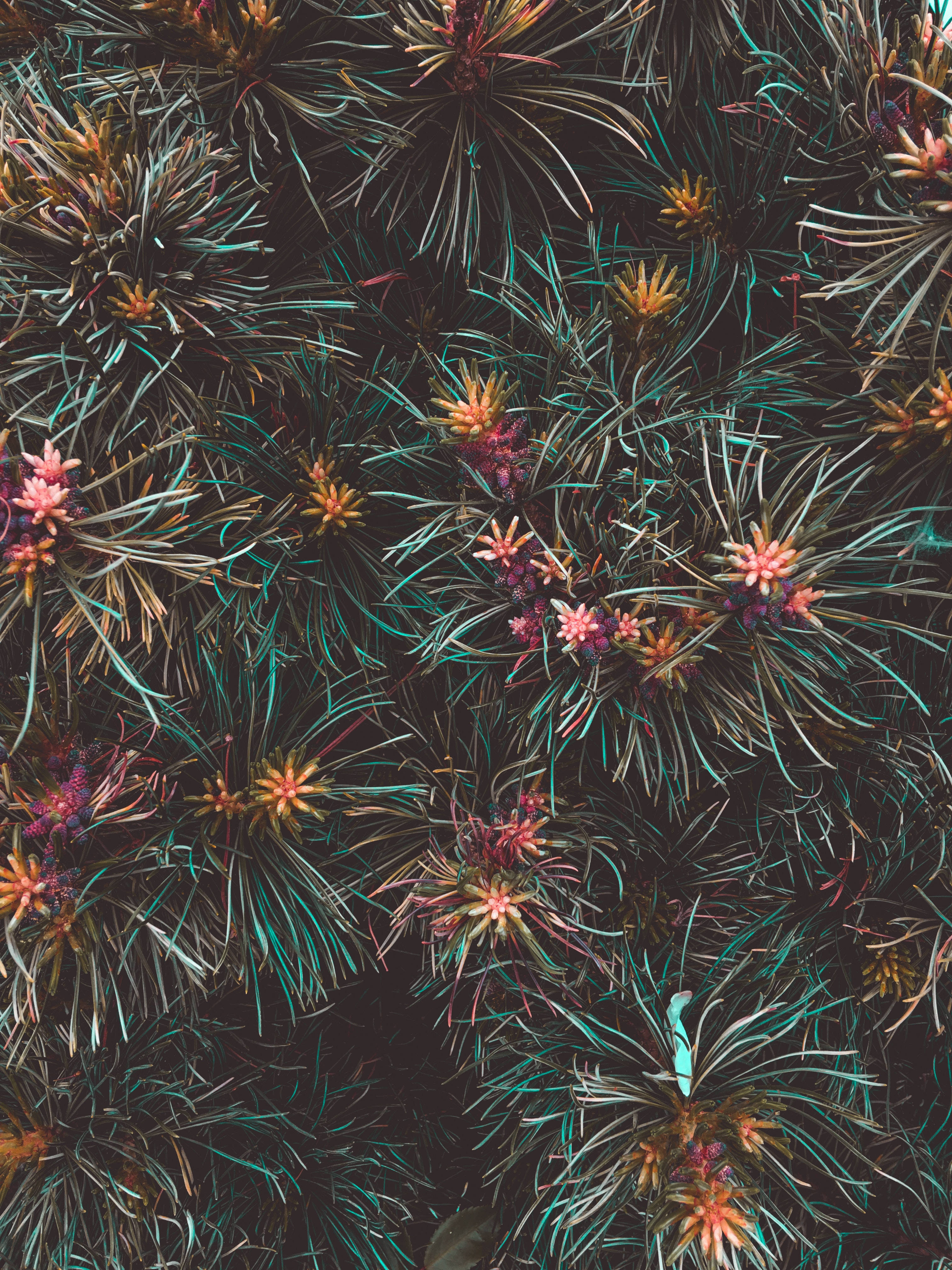 Florecer Tropical: Un vibrante despliegue de flores exóticas Fondos de pantalla
