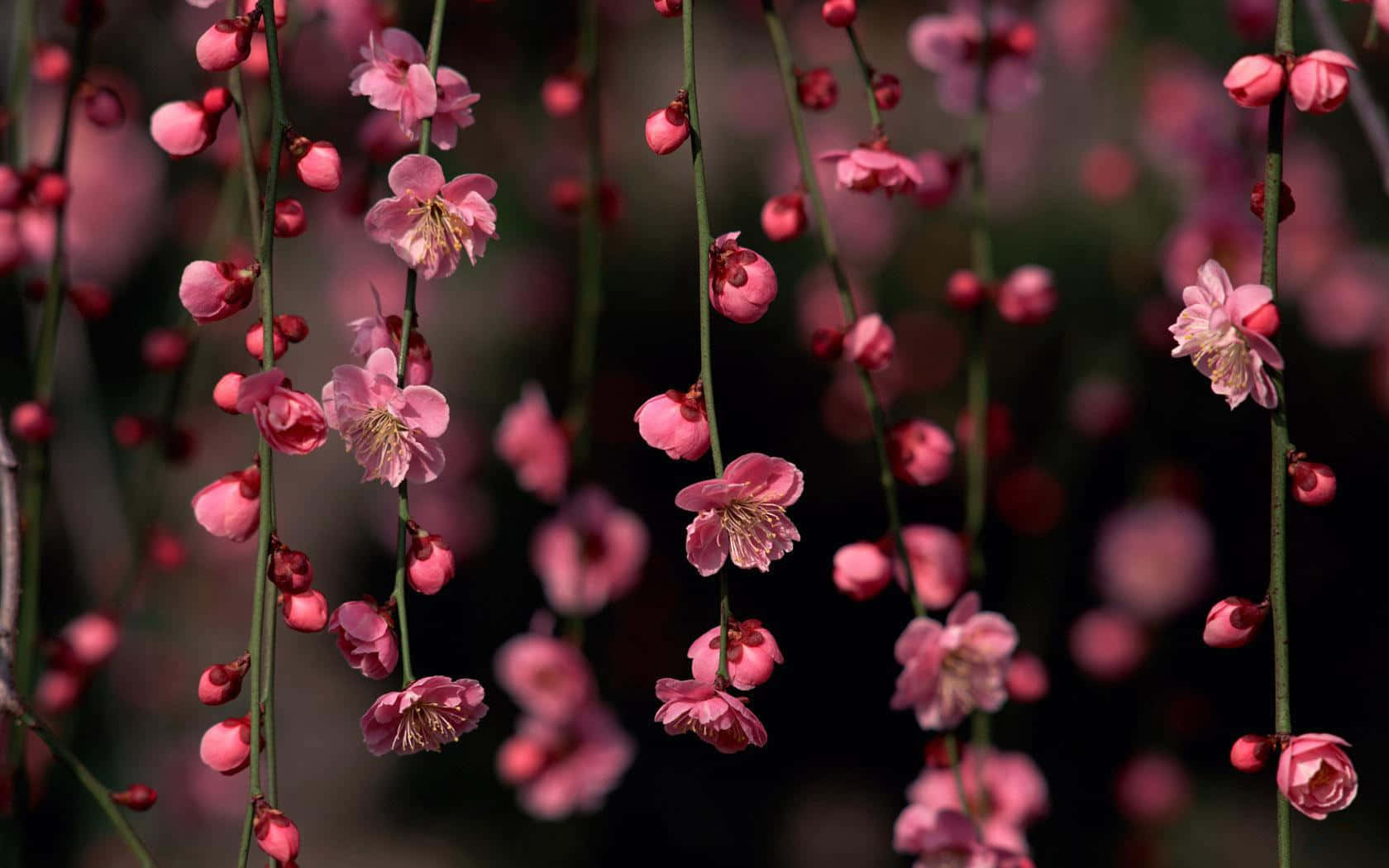 Floreciendo con belleza vibrante Fondos de pantalla