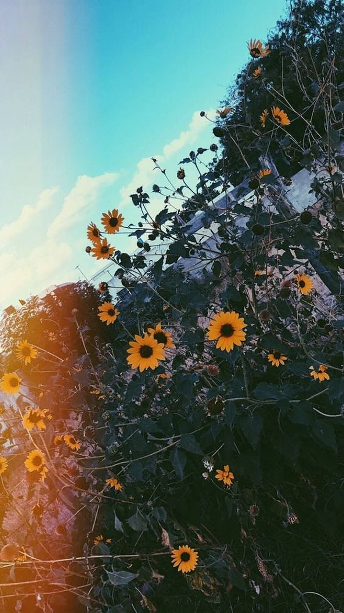 Flores amarillas con destello de cámara aesthetic para iPhone Fondos de pantalla