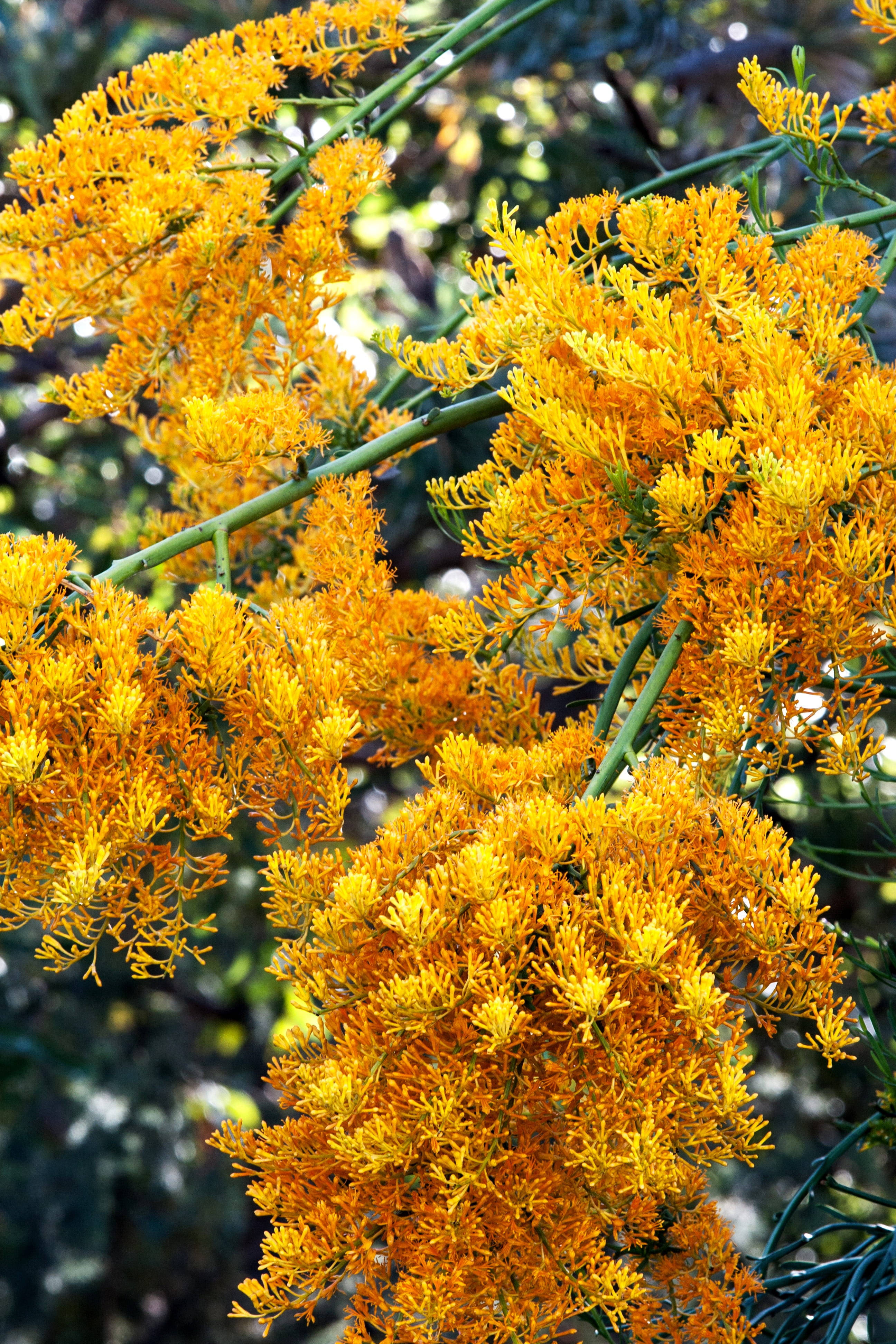 Flores amarillas de Navidad australiana Fondos de pantalla