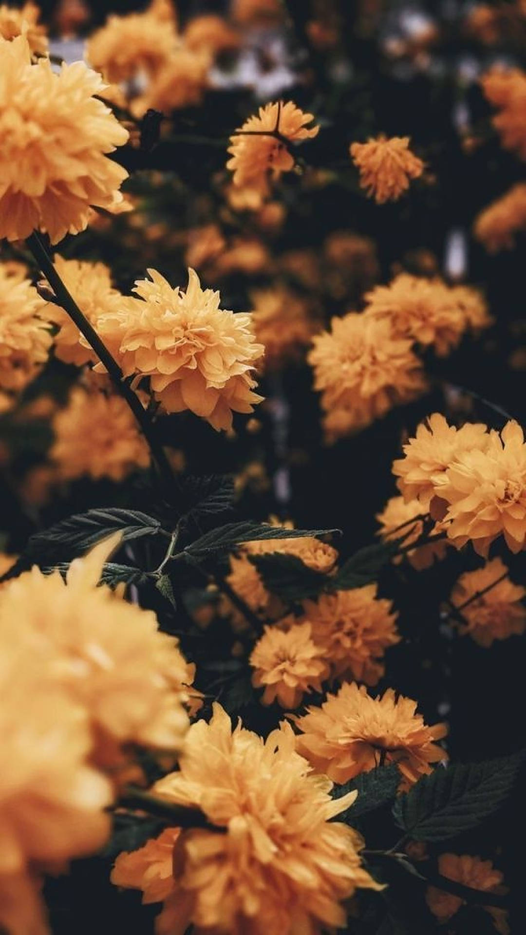Fondo de pantalla de flores amarillas estéticas para iPhone