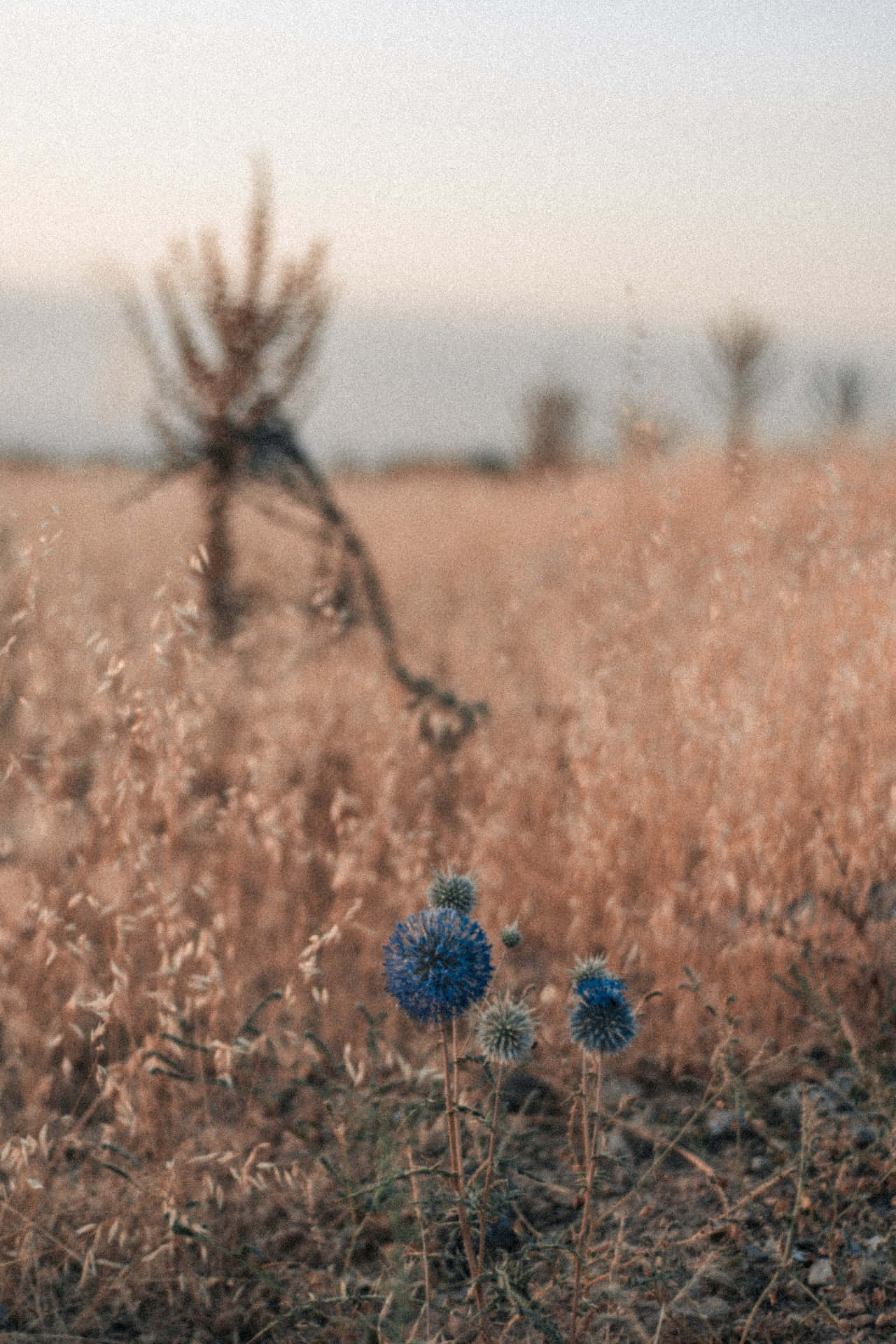 Flores Azules de Diente de León para Teléfono Fondos de pantalla